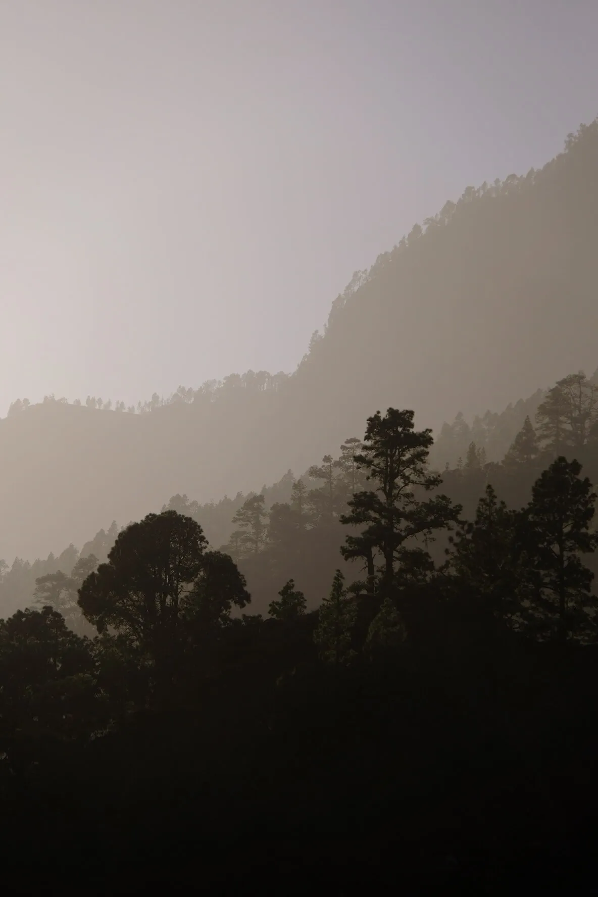 Sandstorm and Forest