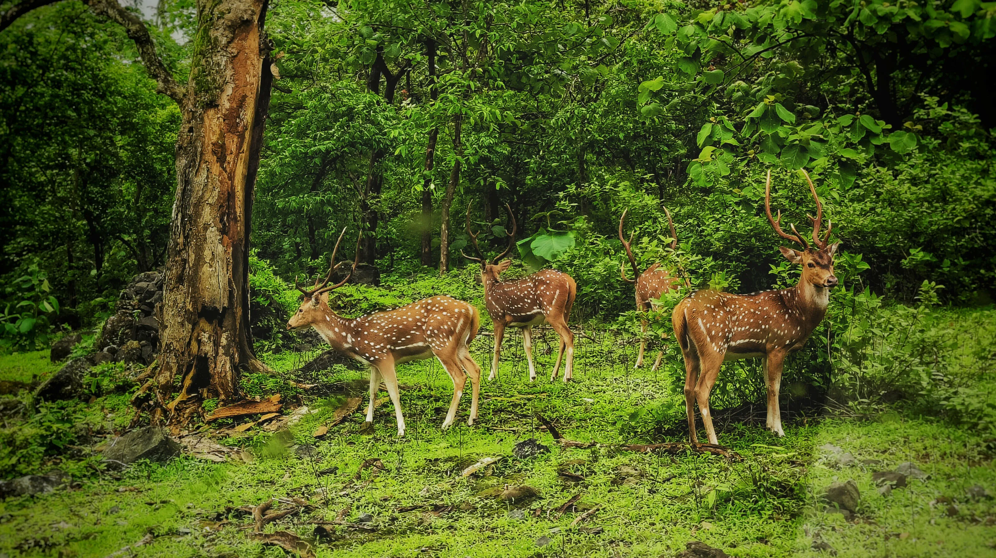 Wilderness Starts with horns