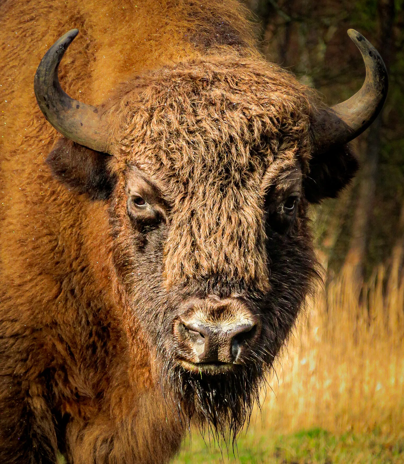 European Bison in the sun