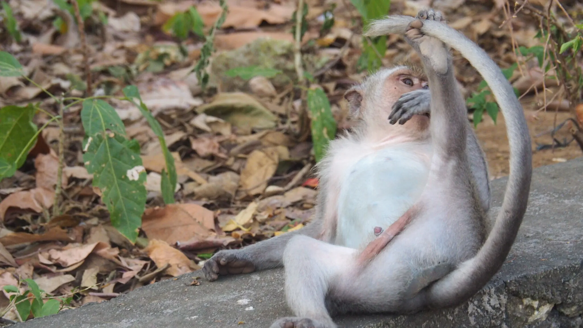 Stretching Monkey