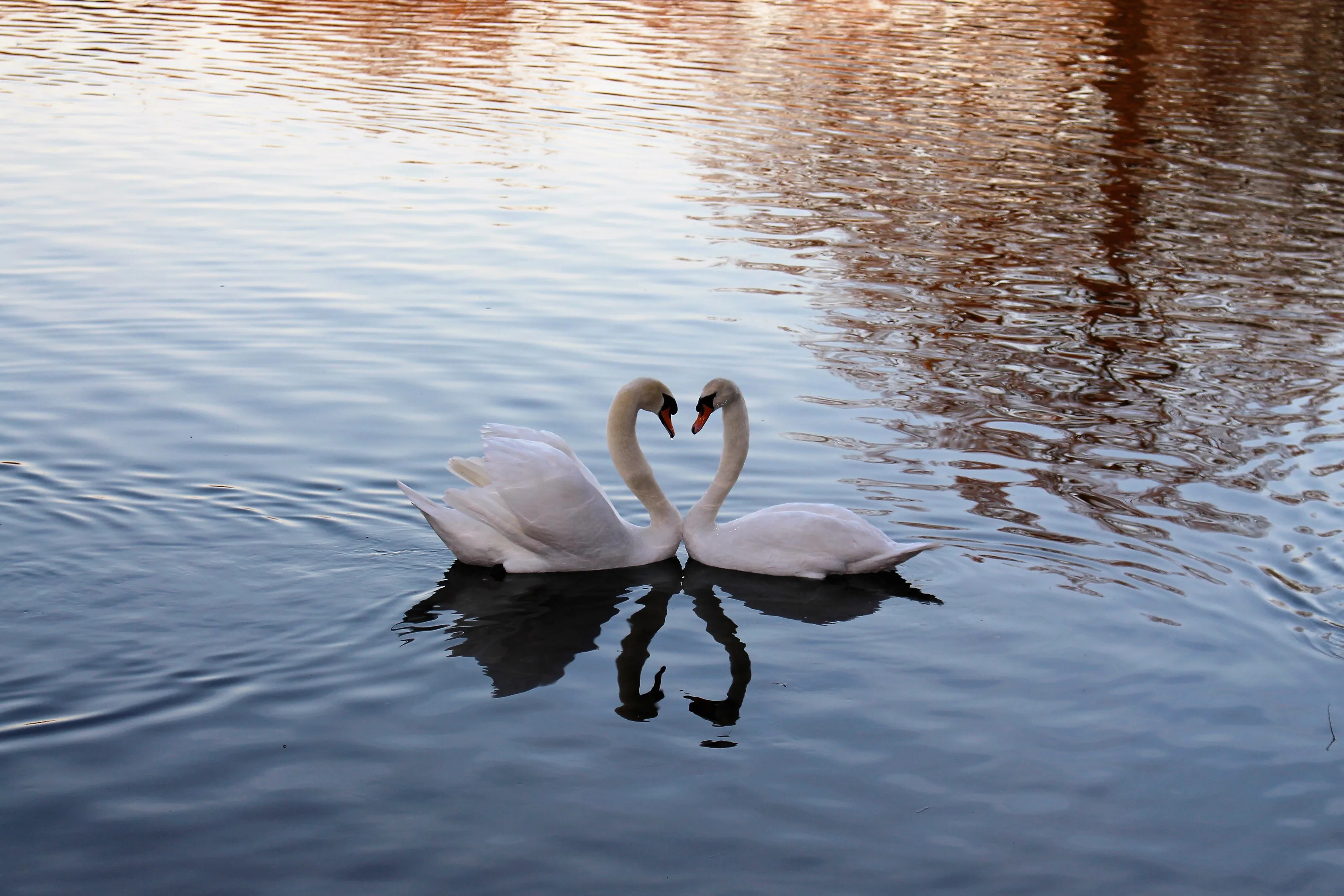 Swans