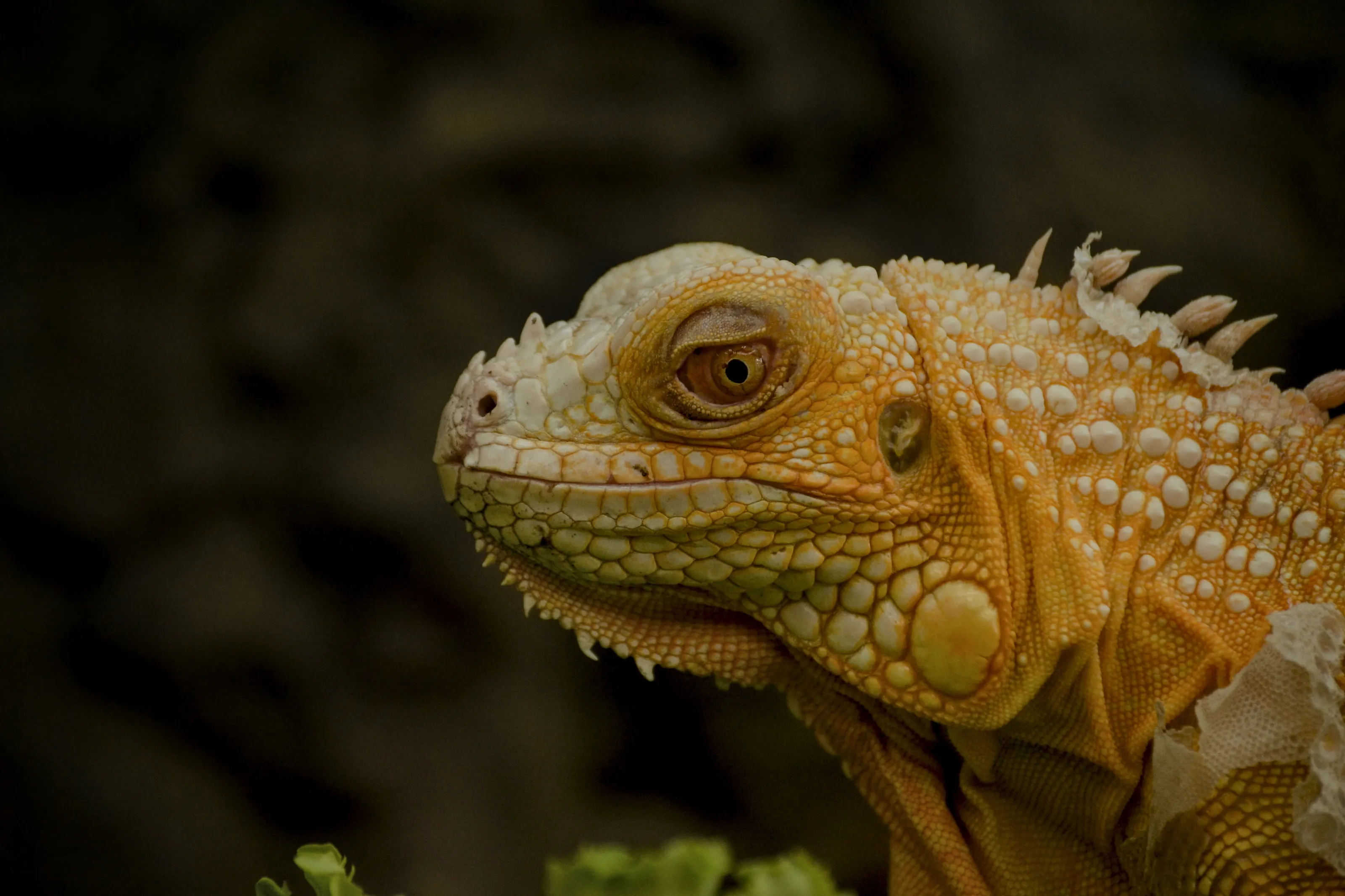 Yellow Iguana