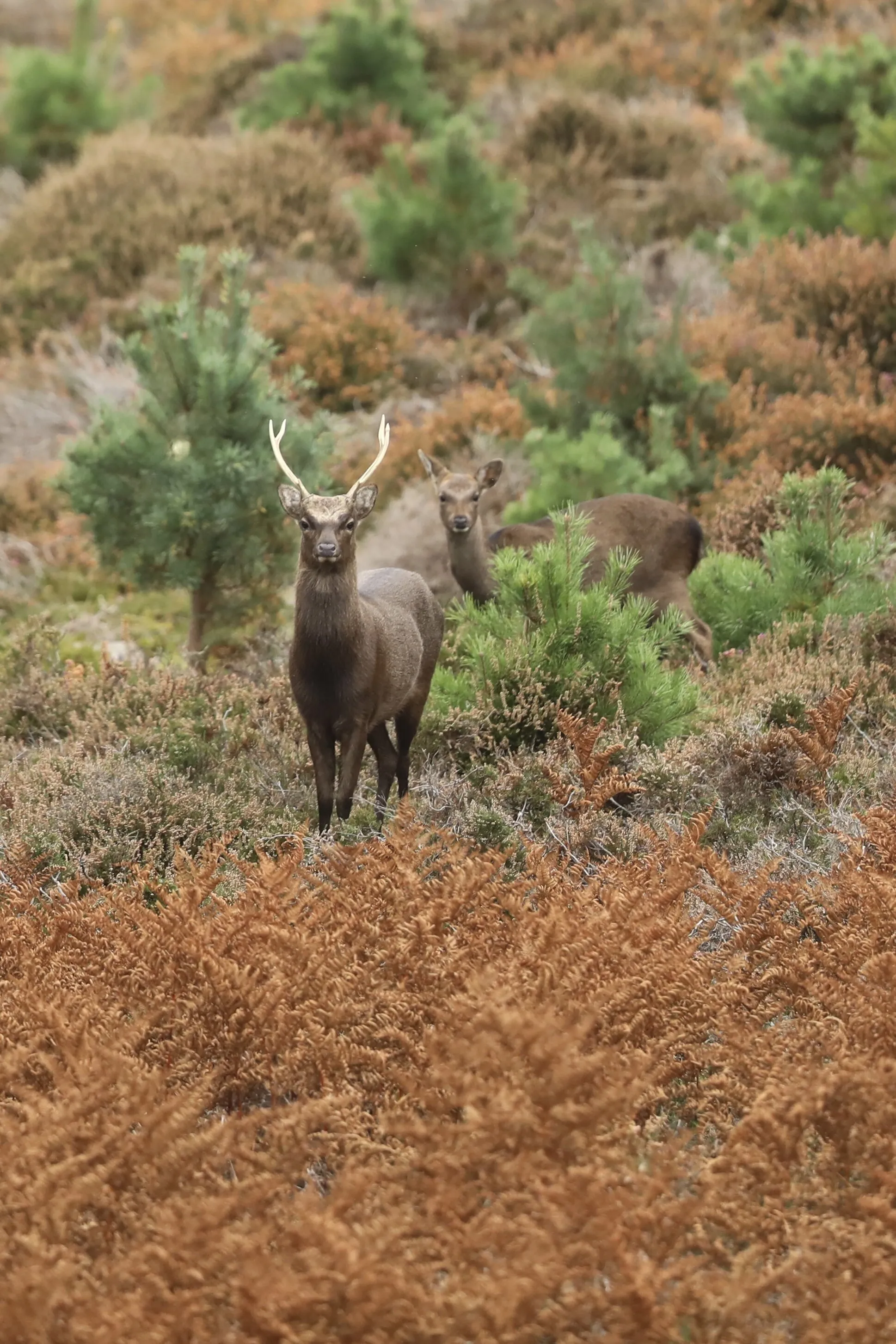 Sika