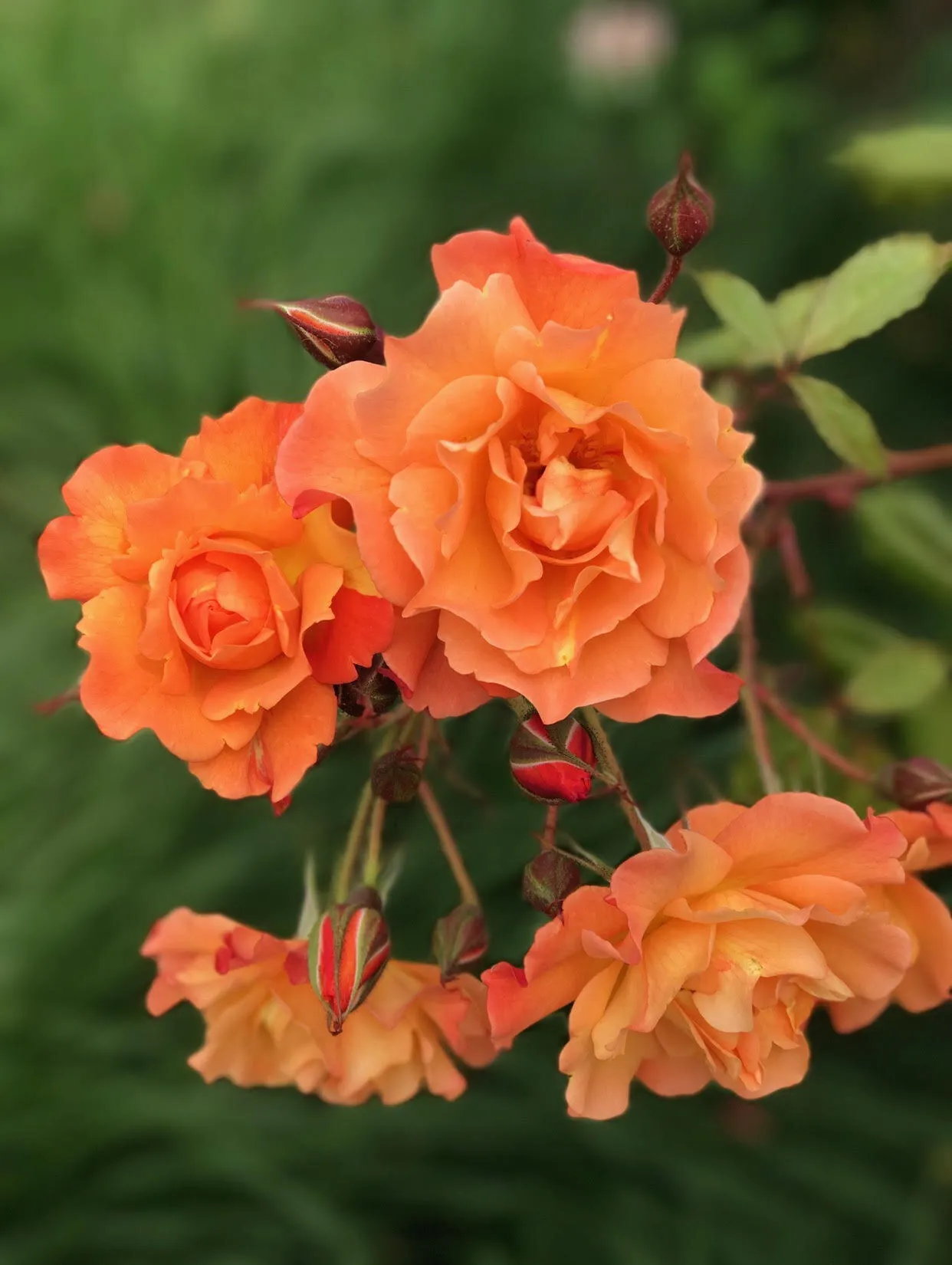 Orange Roses