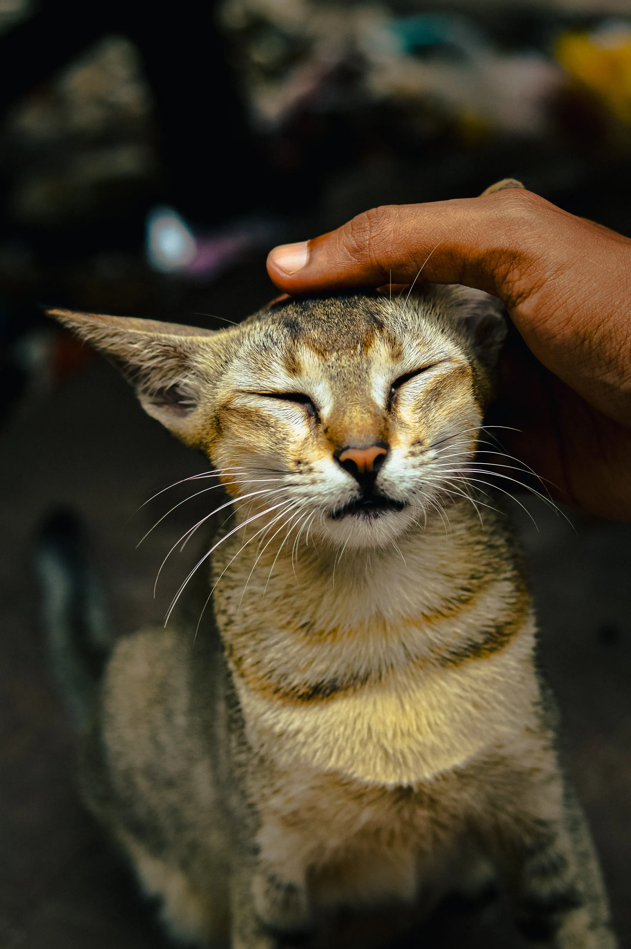 When Pets Get Pats