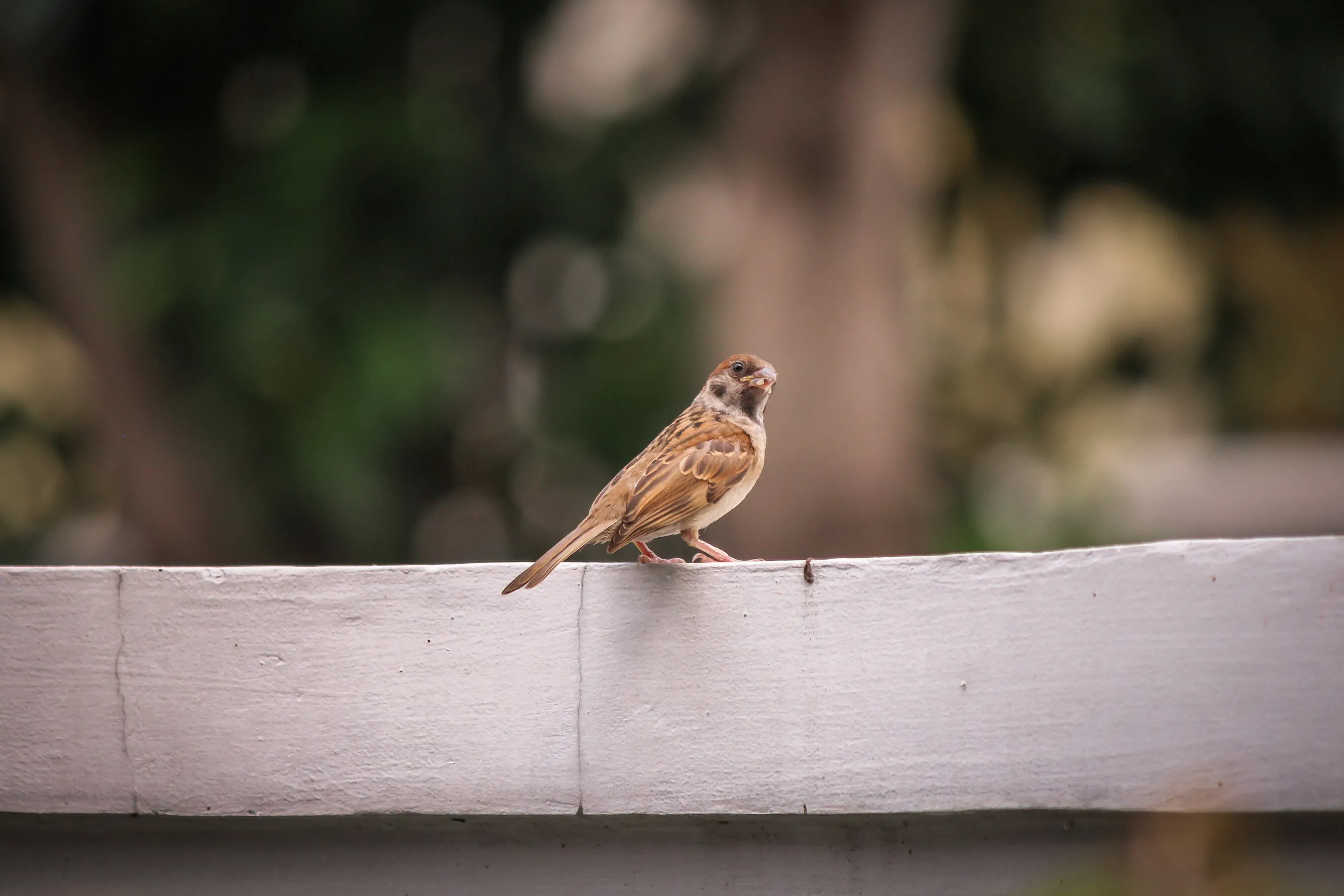 Sparrow