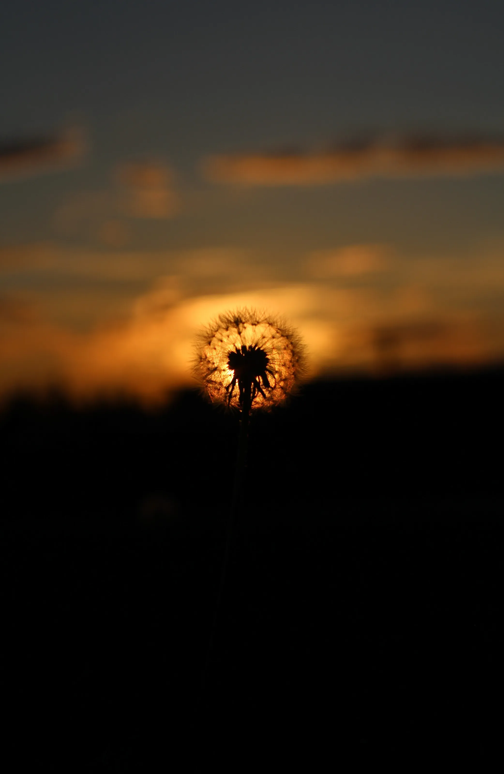 Dawn of the Dandelion