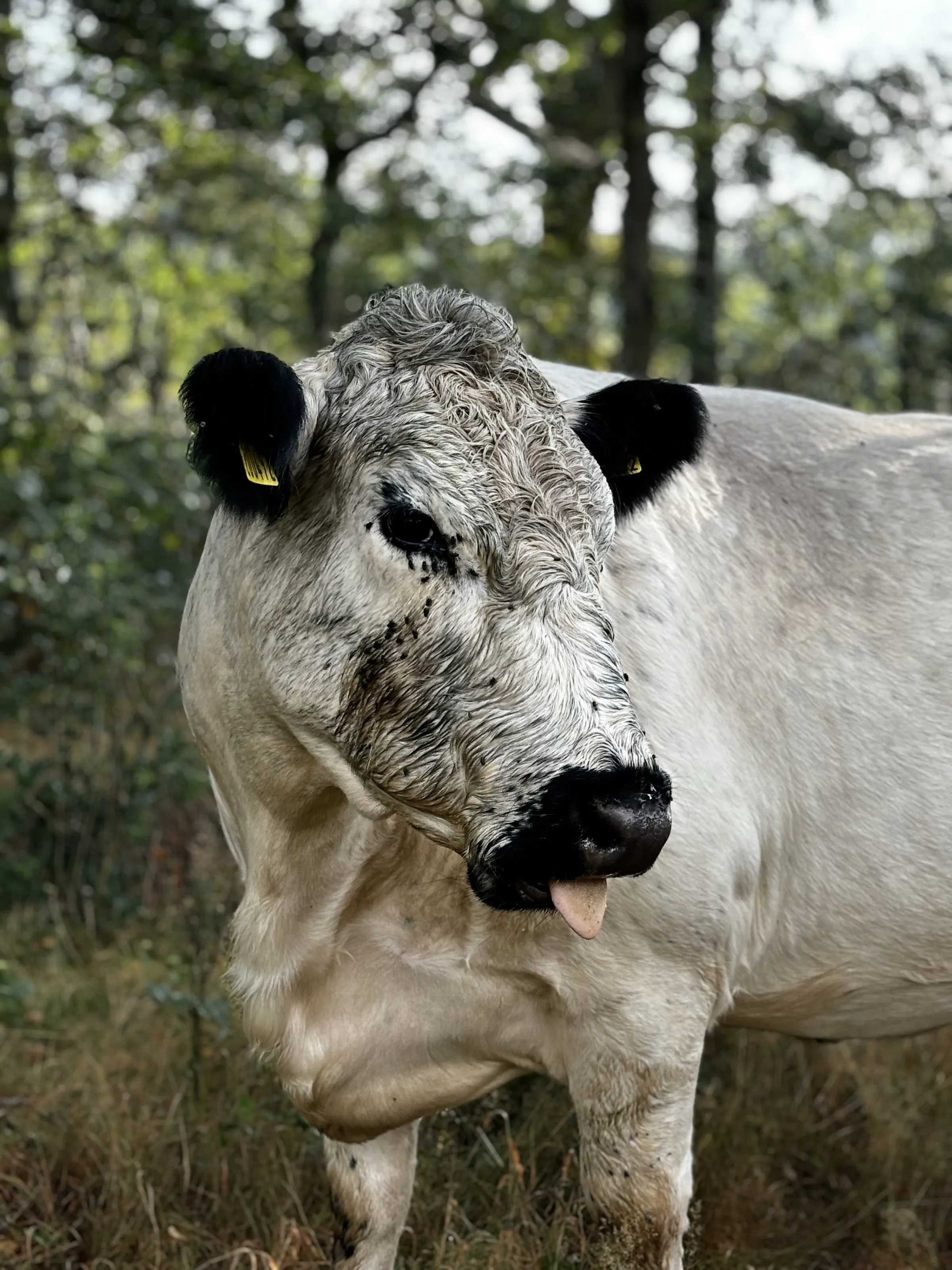 cow
