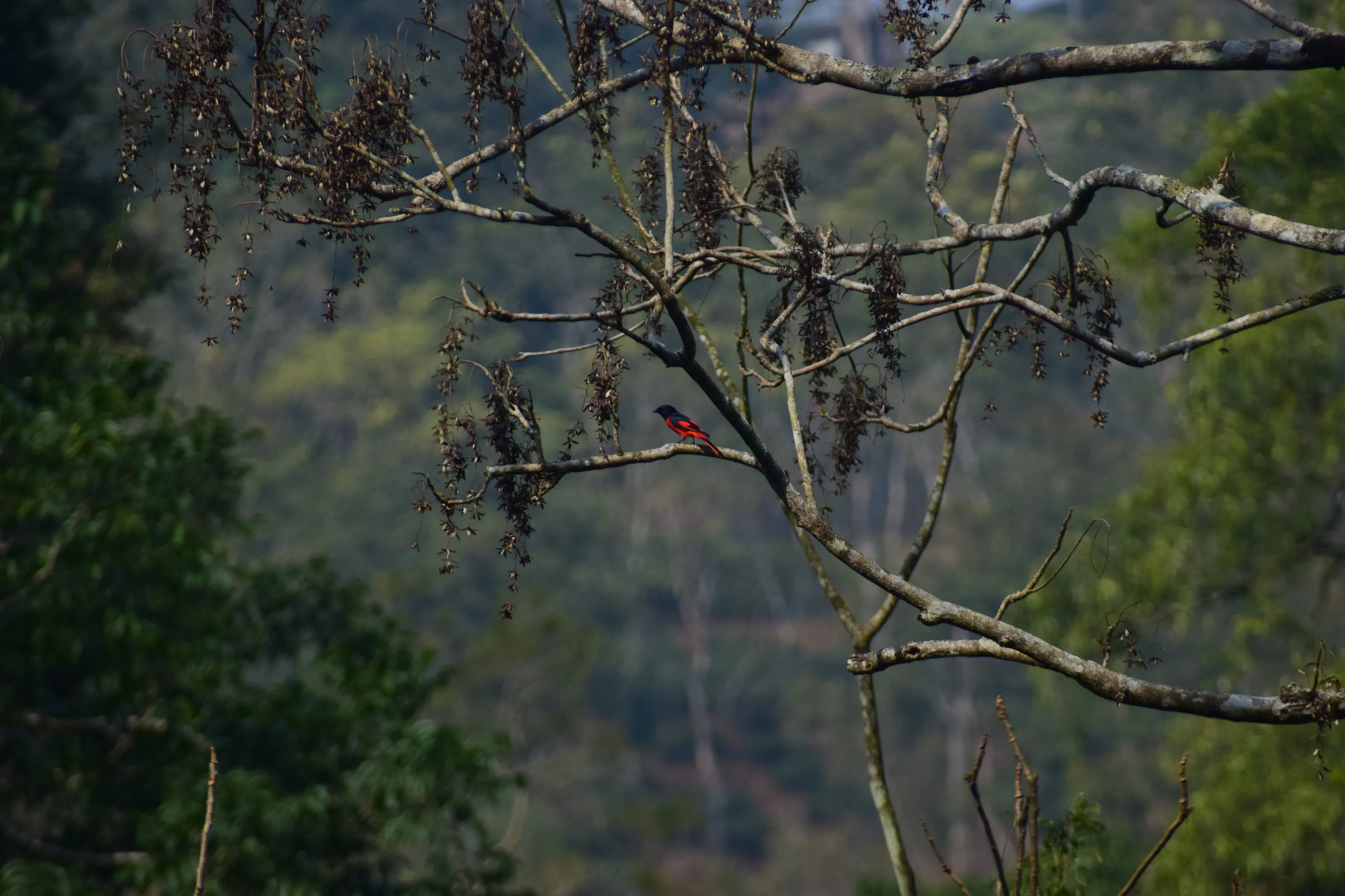 A Red Bird