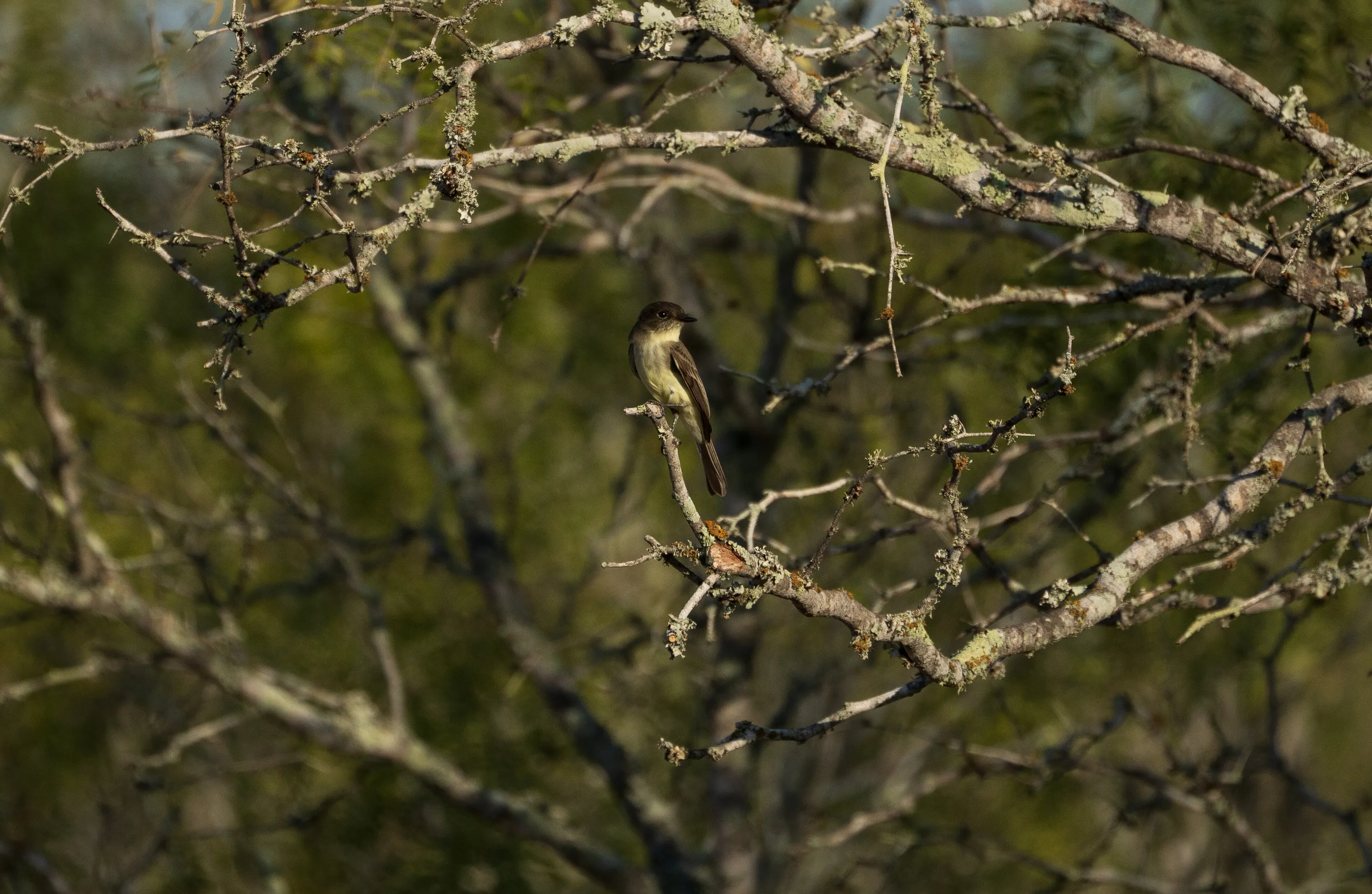 Eastern Phoebe