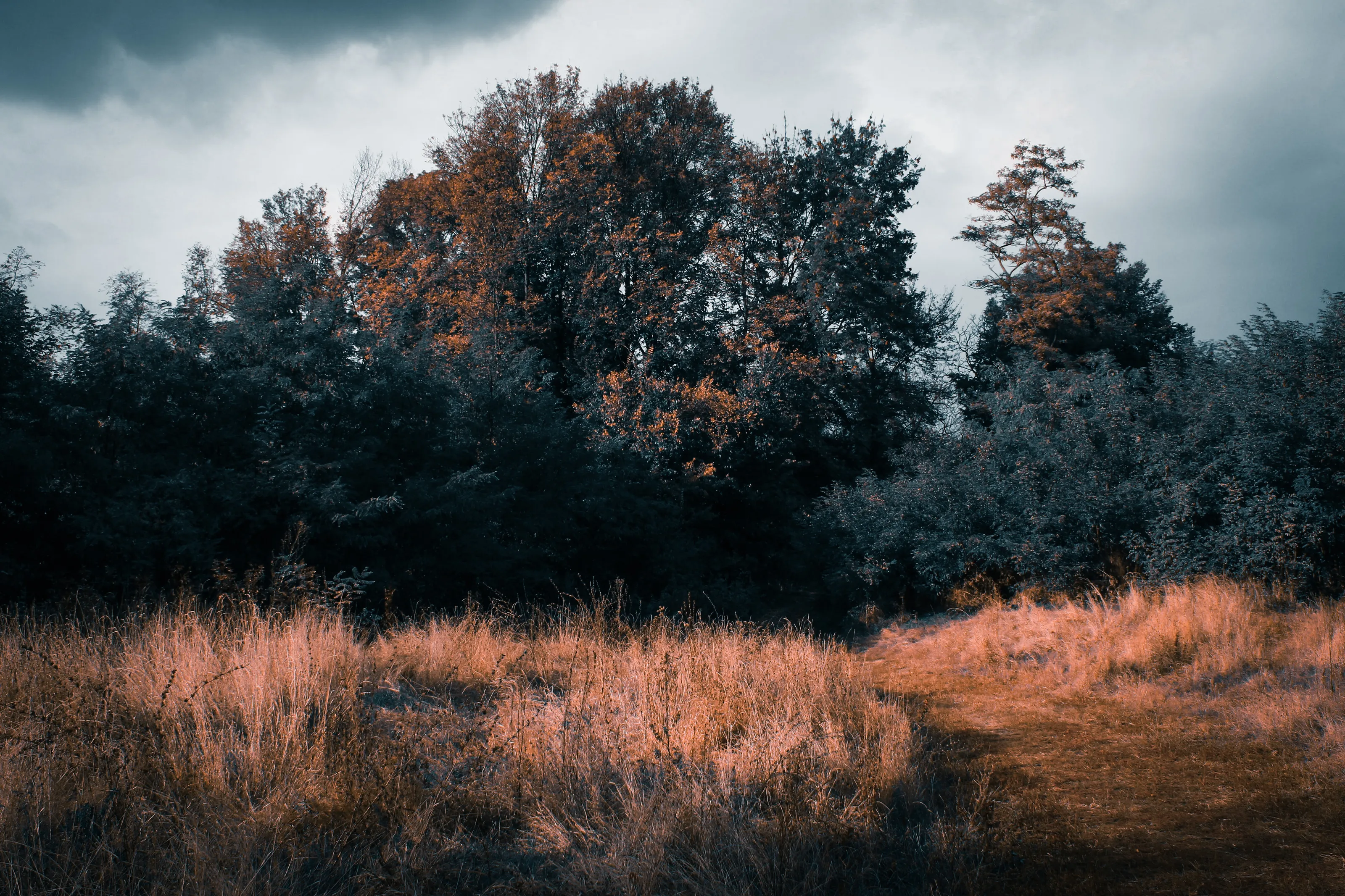 Mysterious forest