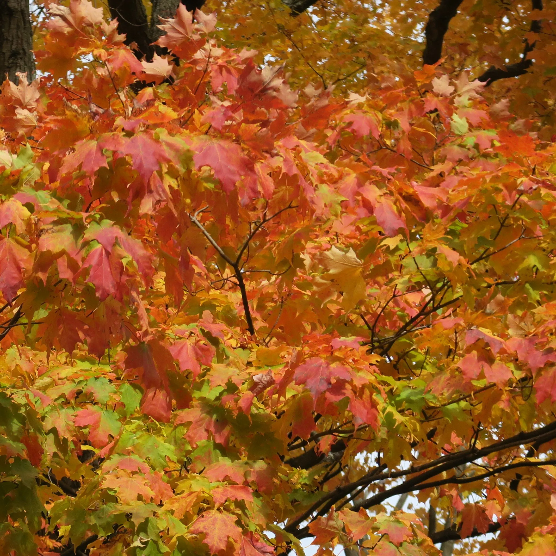 leaves