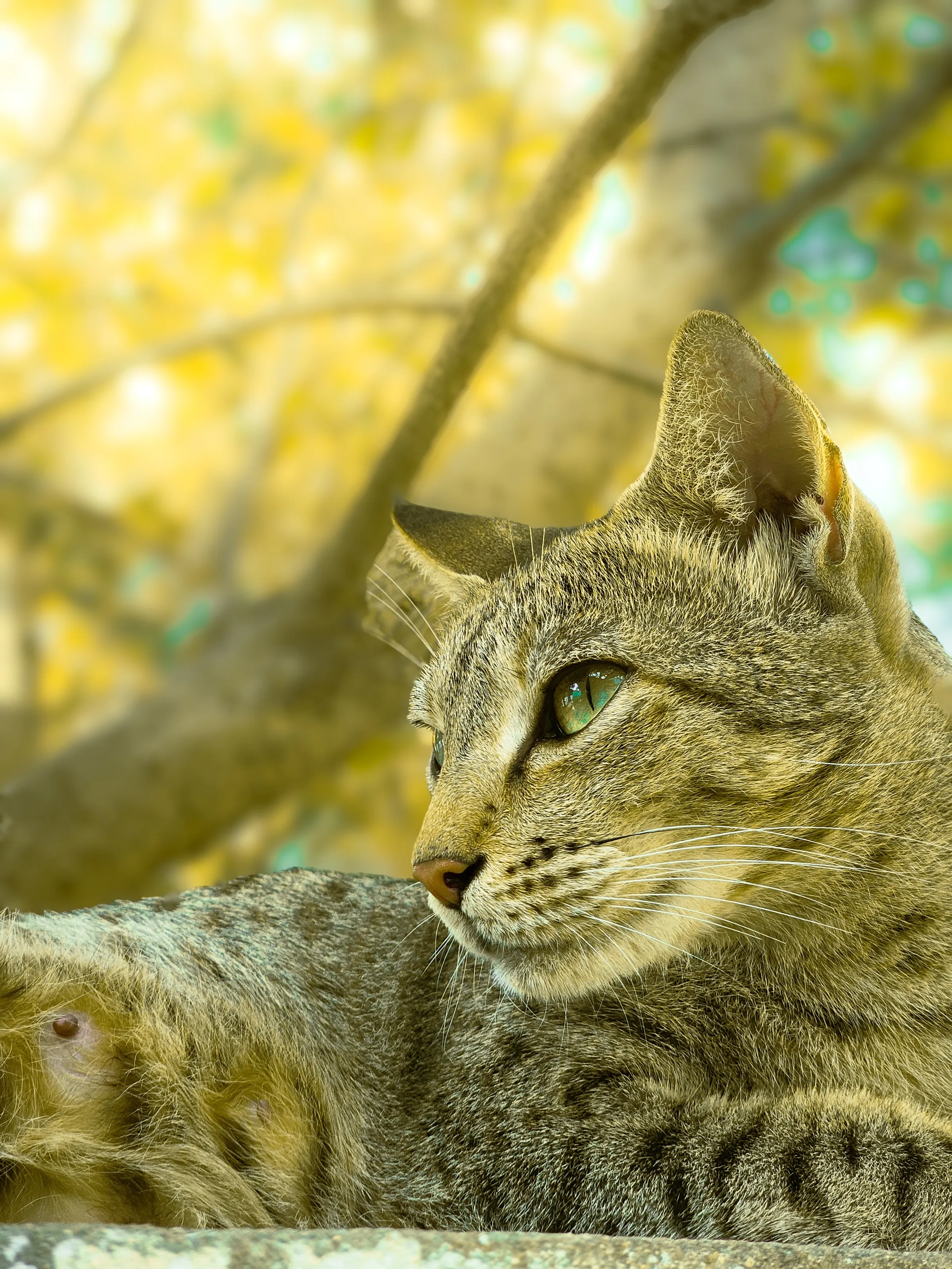 Resting meow