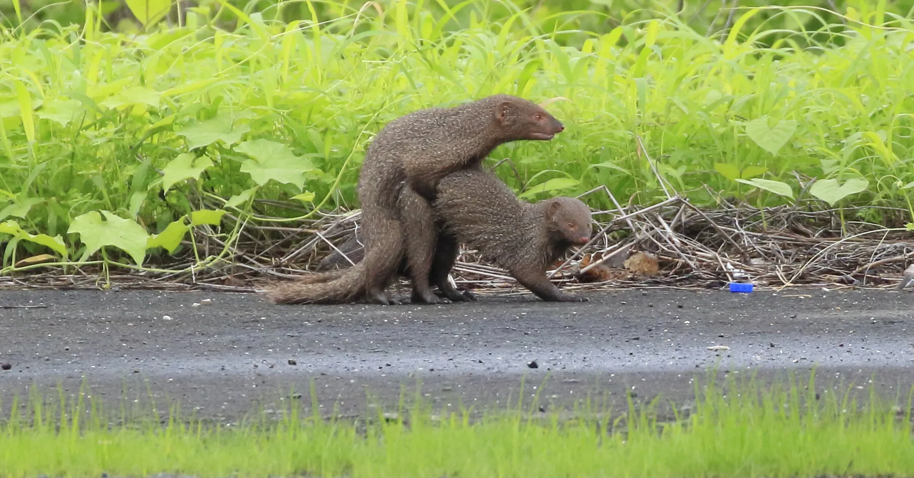 Mongoose in Action