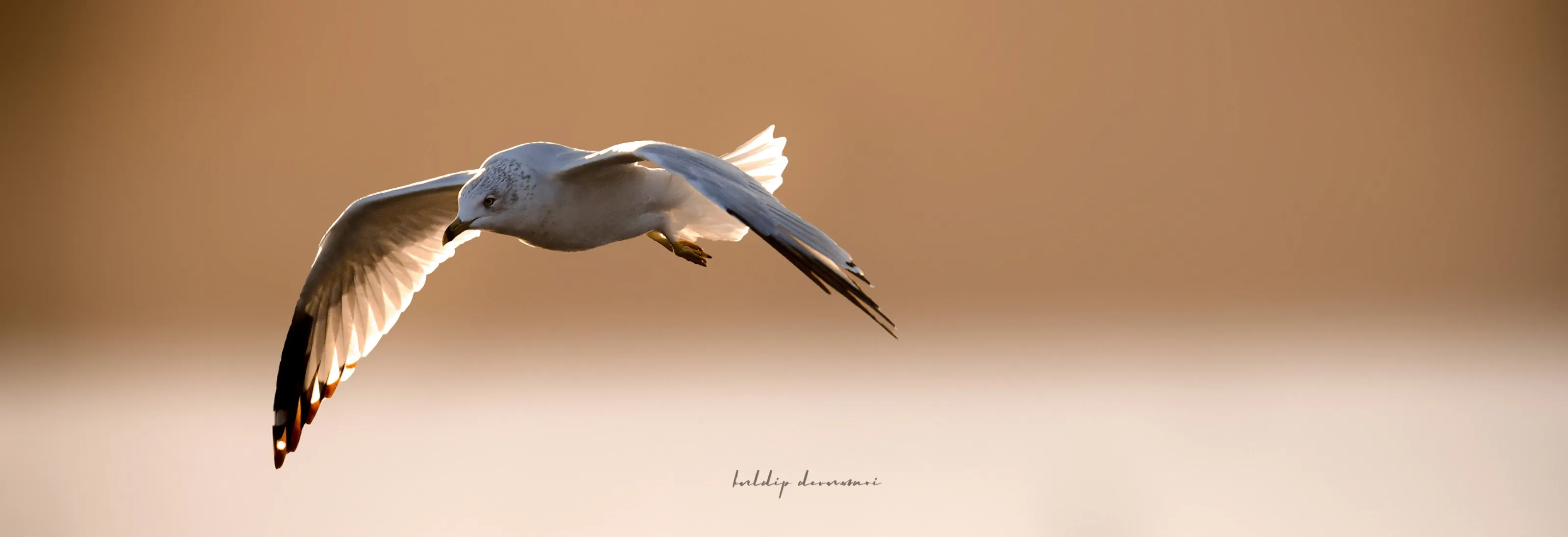 Graceful glide at golden hour