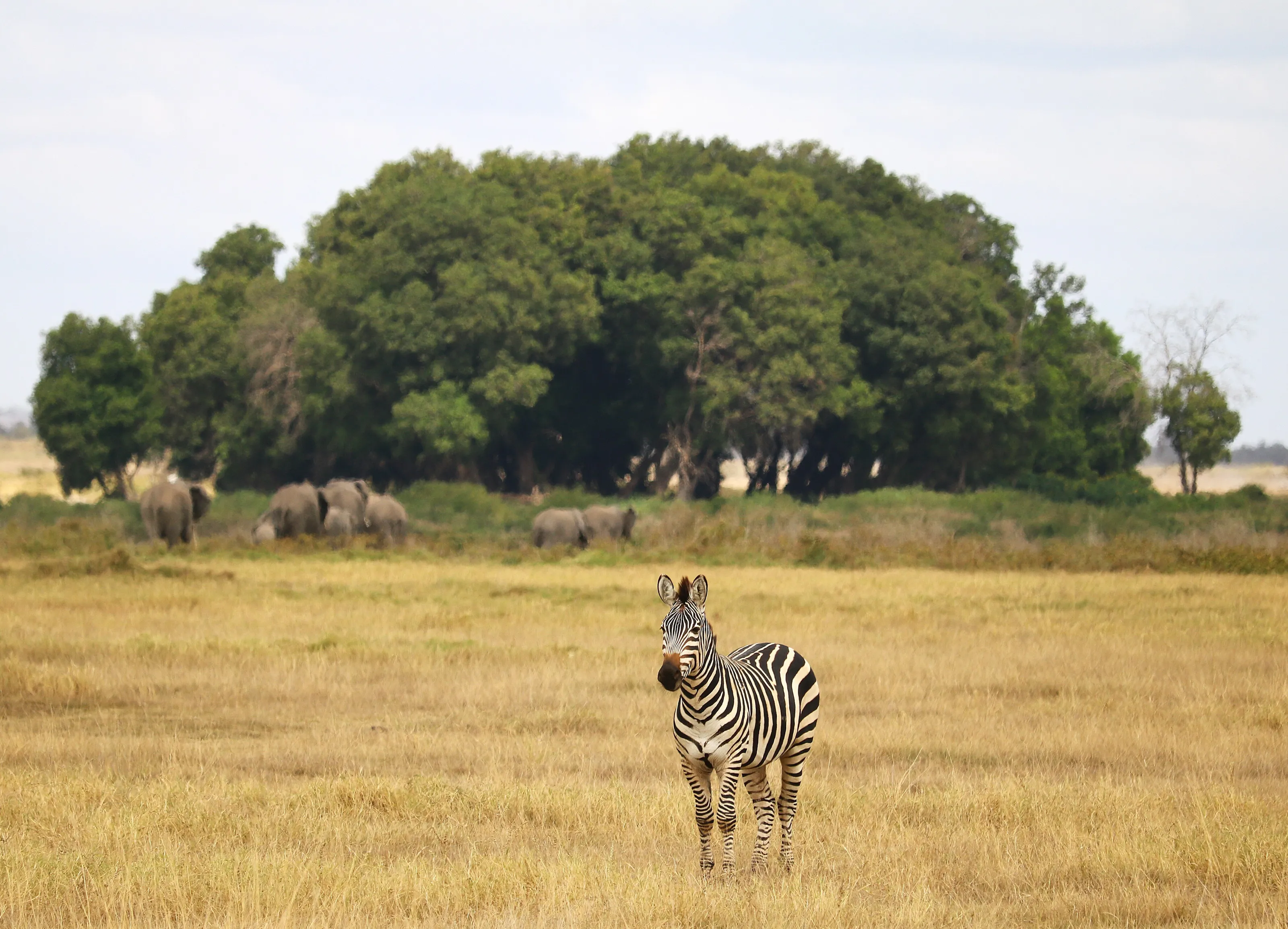 Zebra