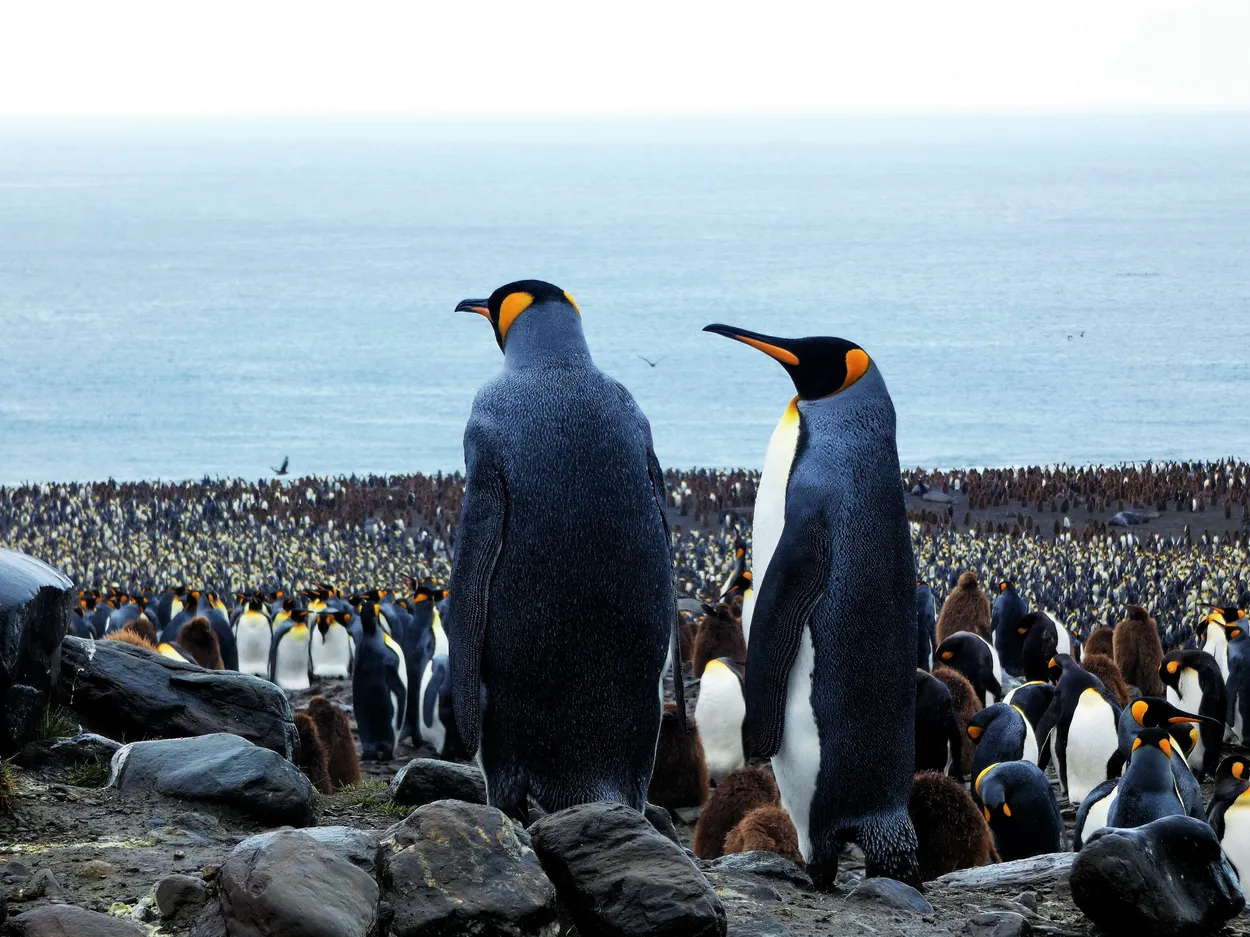 Penguind Politics