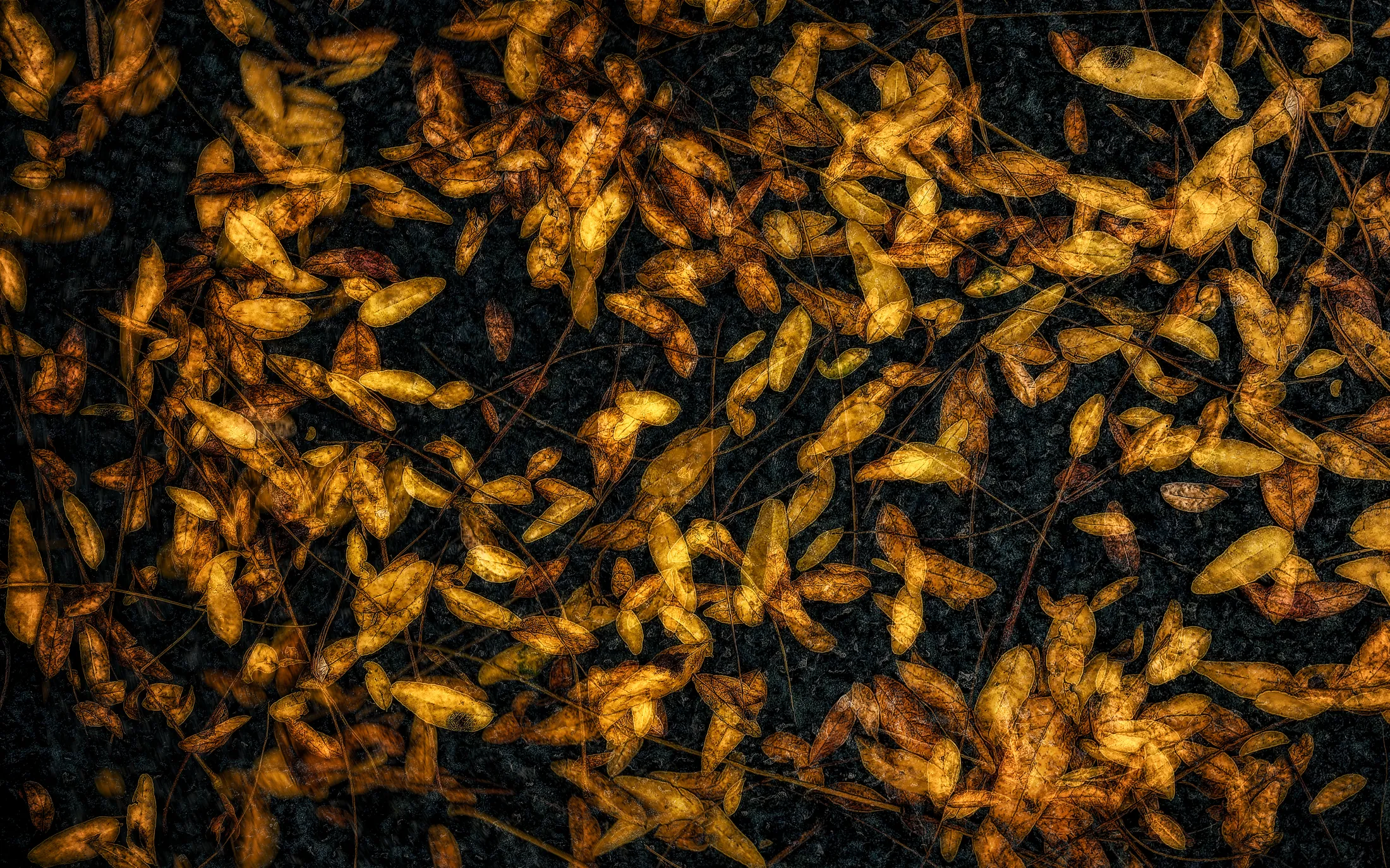 Fallen Leaves and Stems