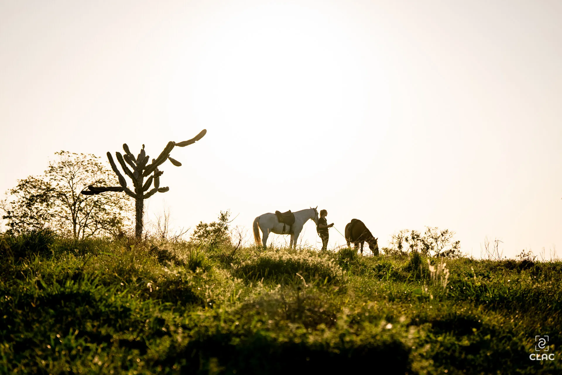 Horse farm job