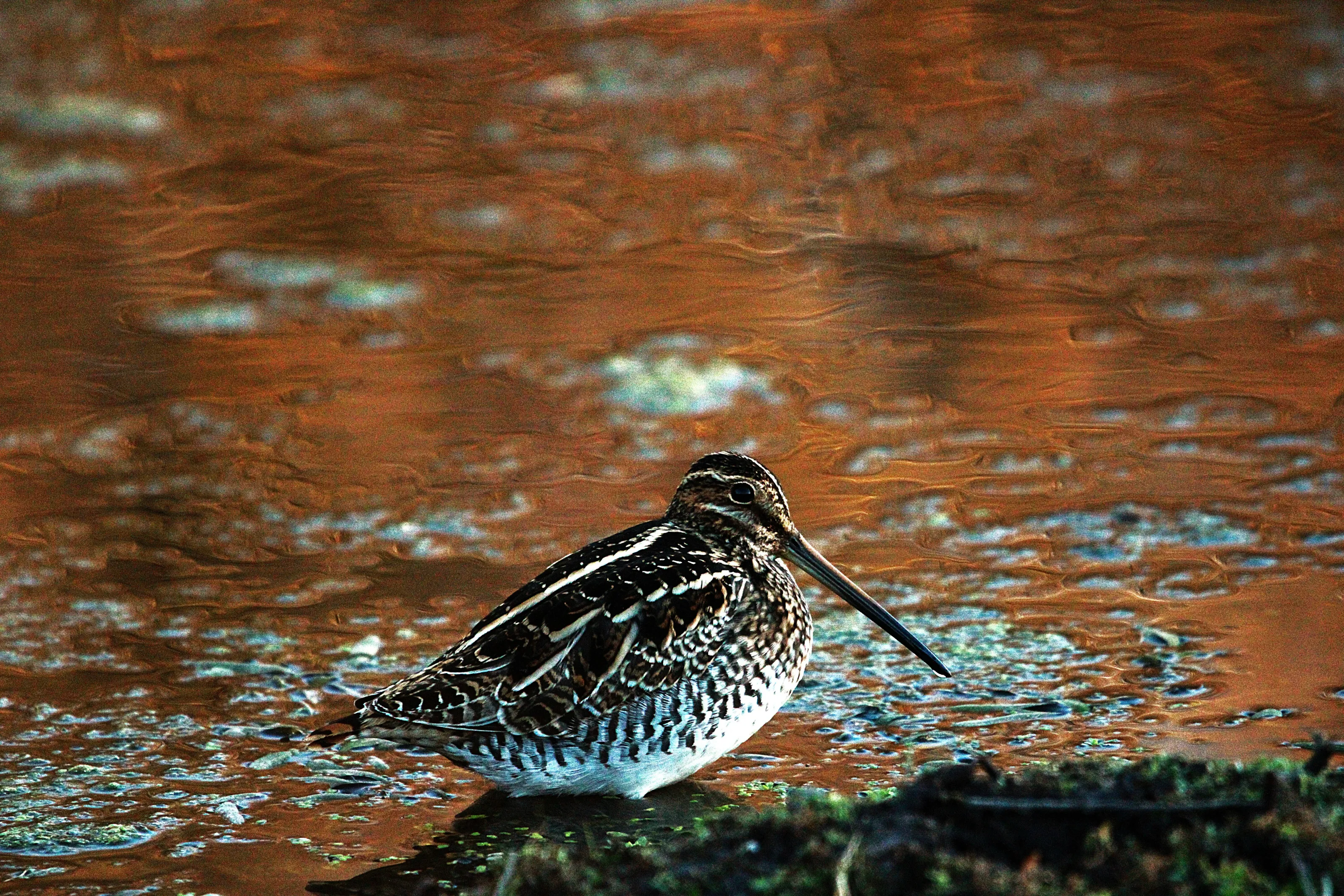 Sniping the snipe