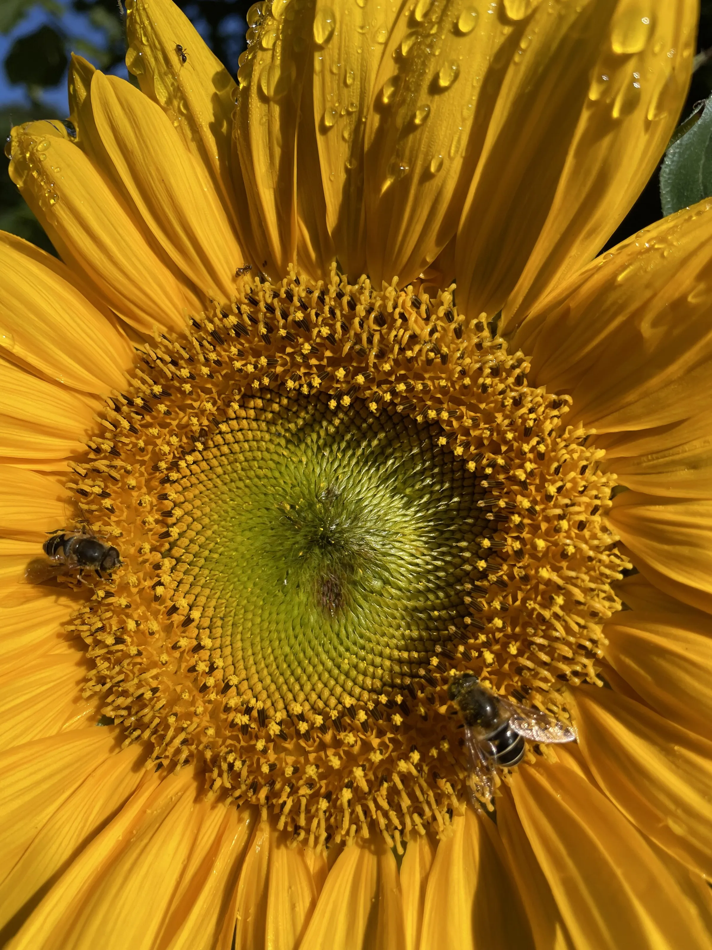 Busy bees!