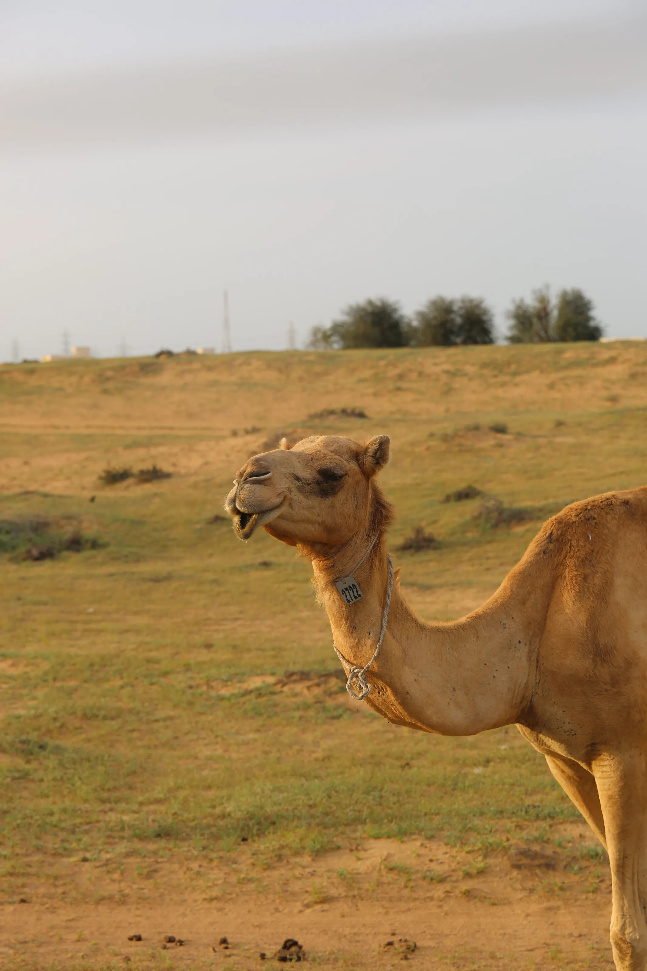 Grace of the Desert: Camel Grazing in Umm Al Quwain