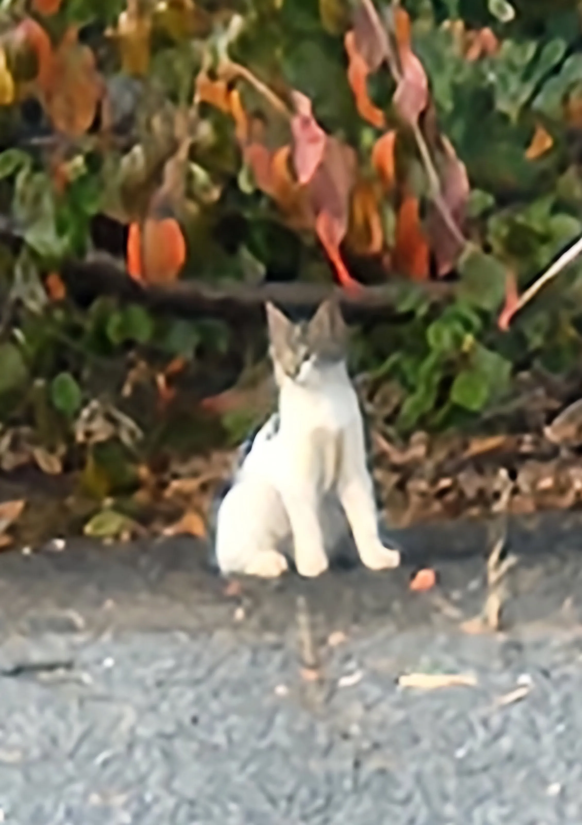 Banner image