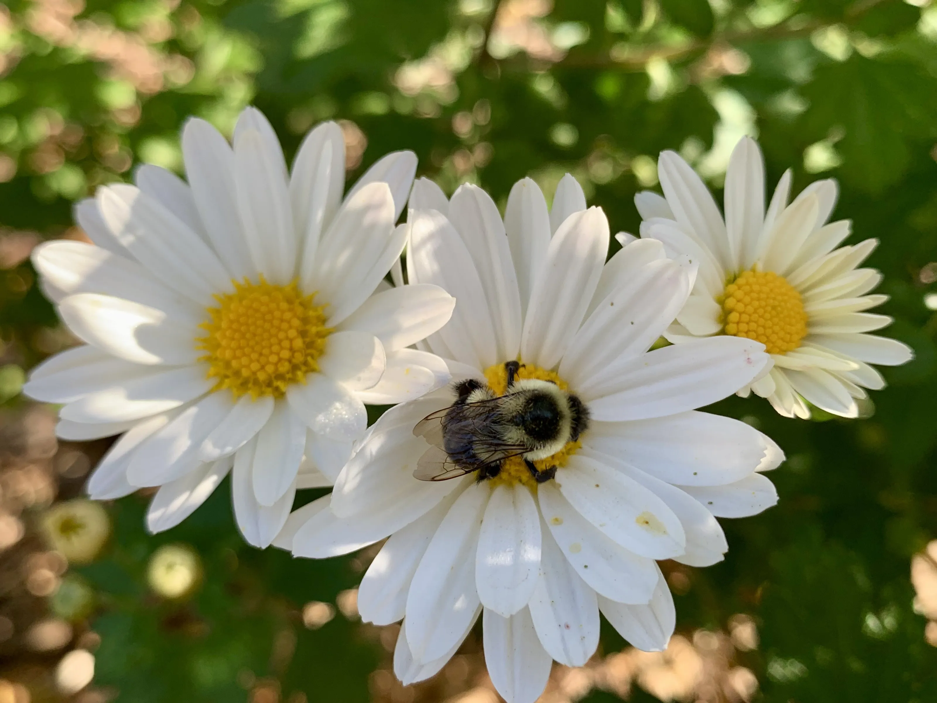 Bees in nature