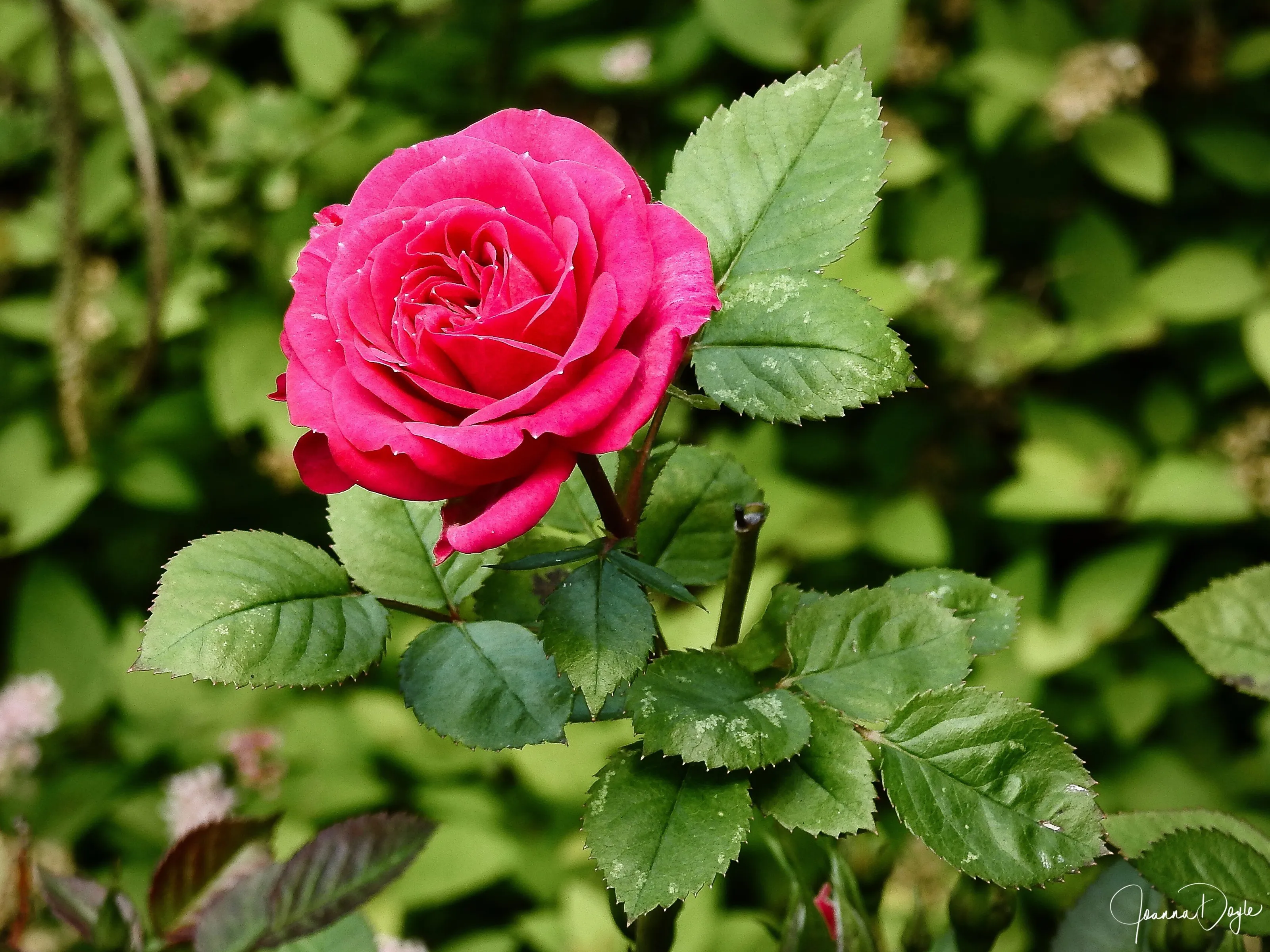 Miniature rose