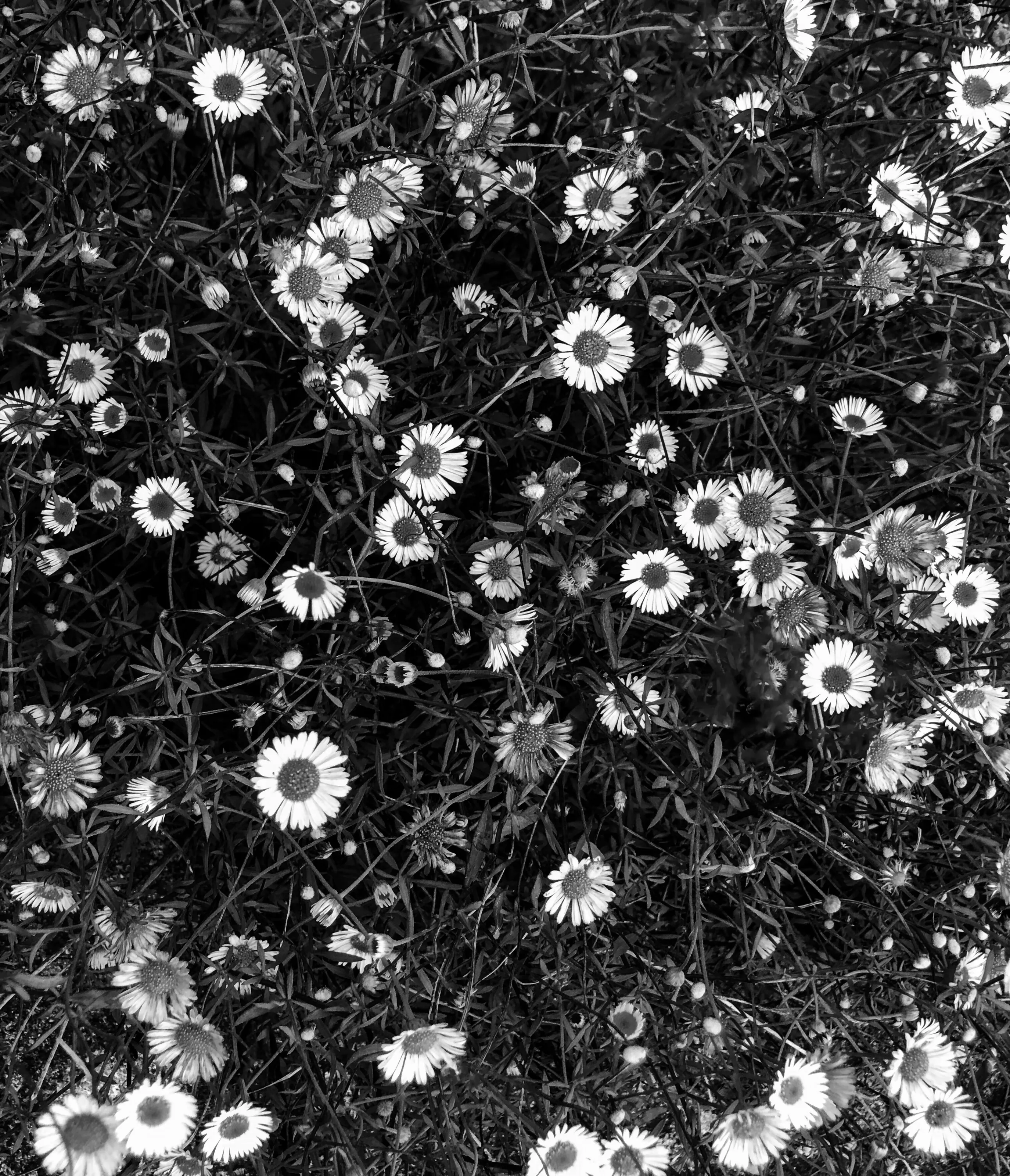 Among the flowers