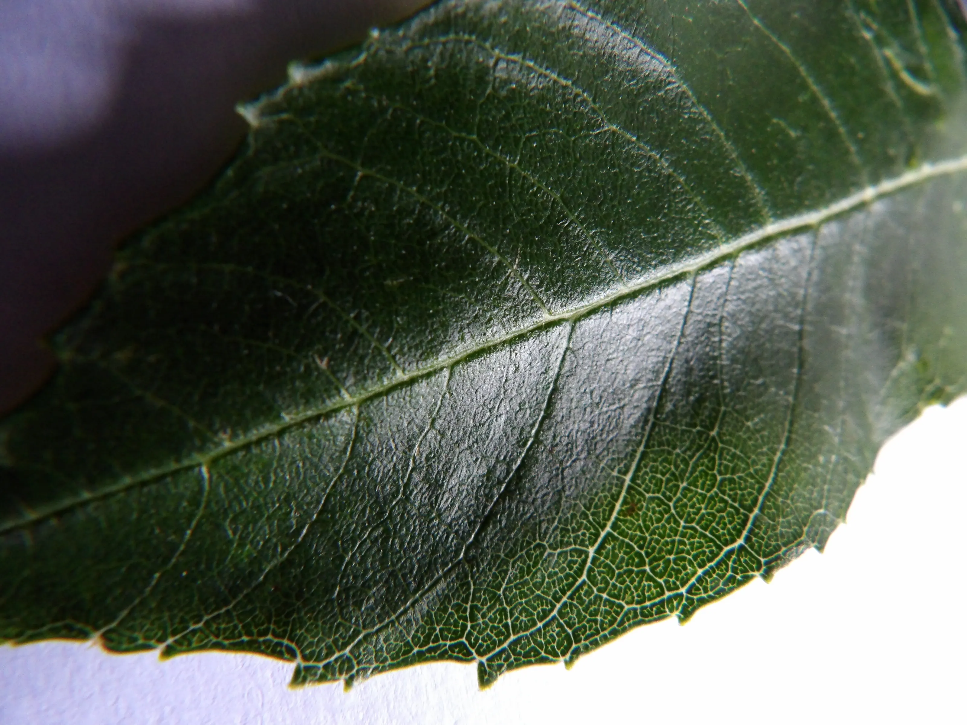 Leaf