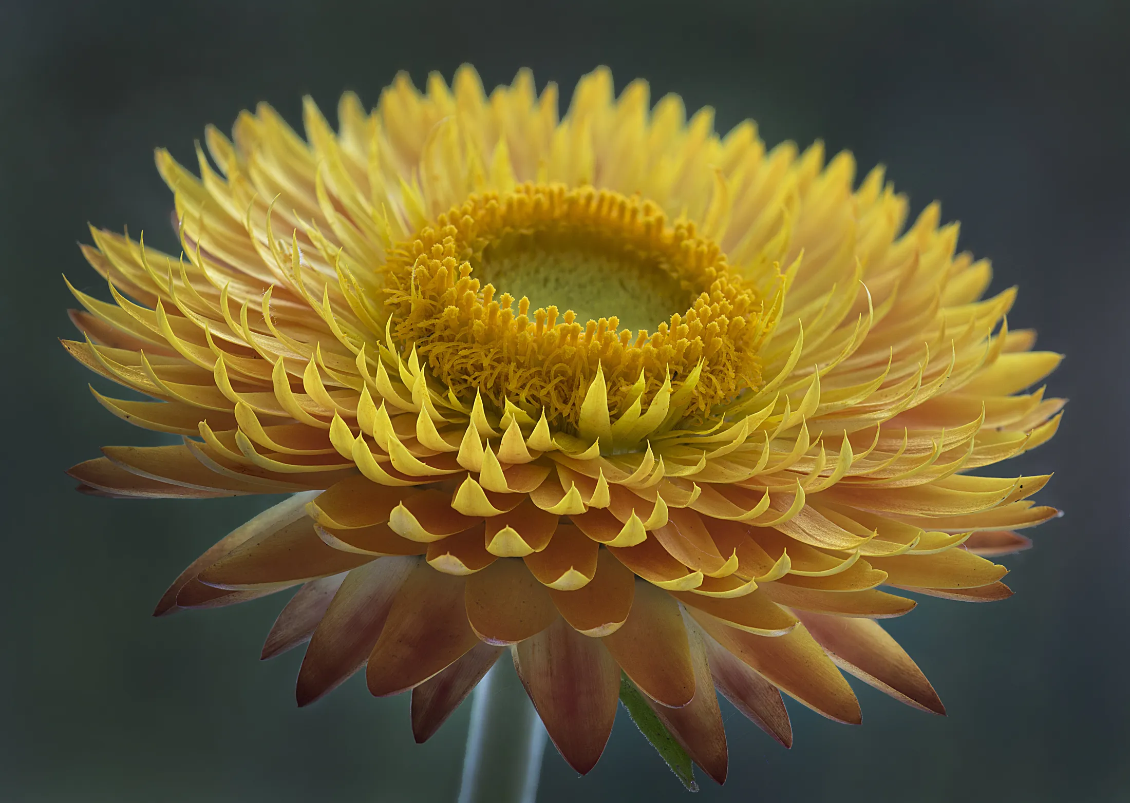 Helichrysum