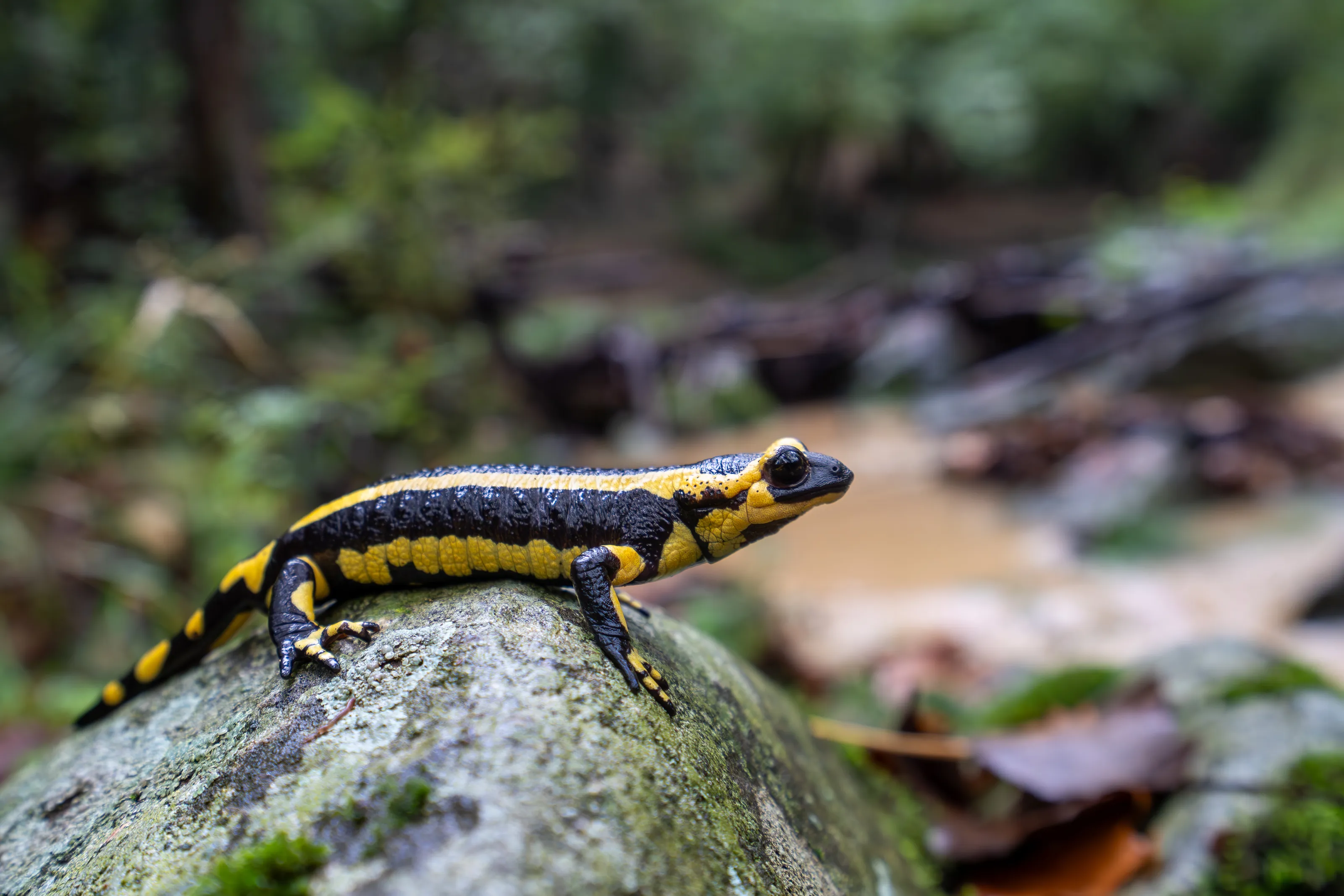 Fire salamander after a rainy night