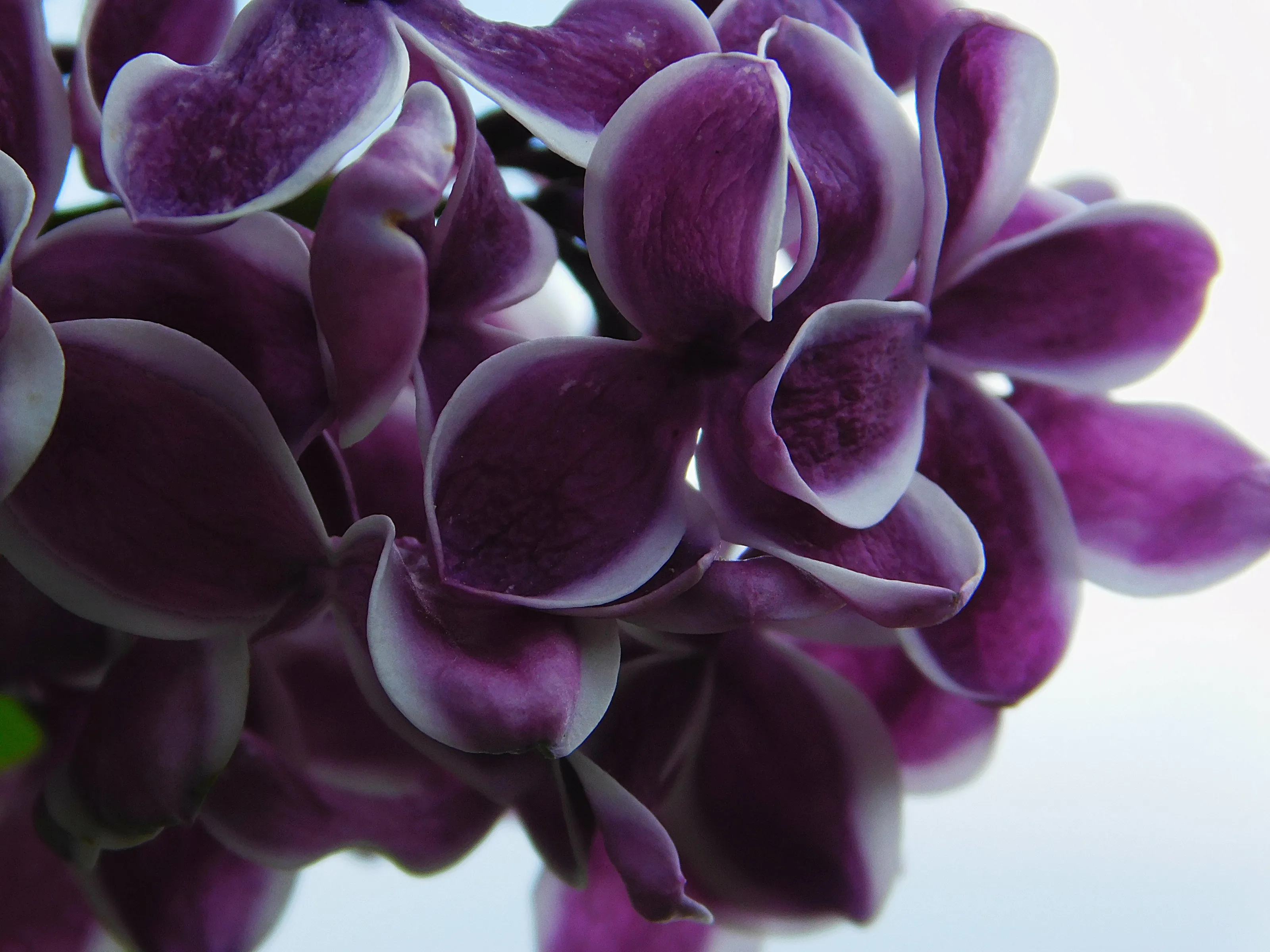 Lilac
