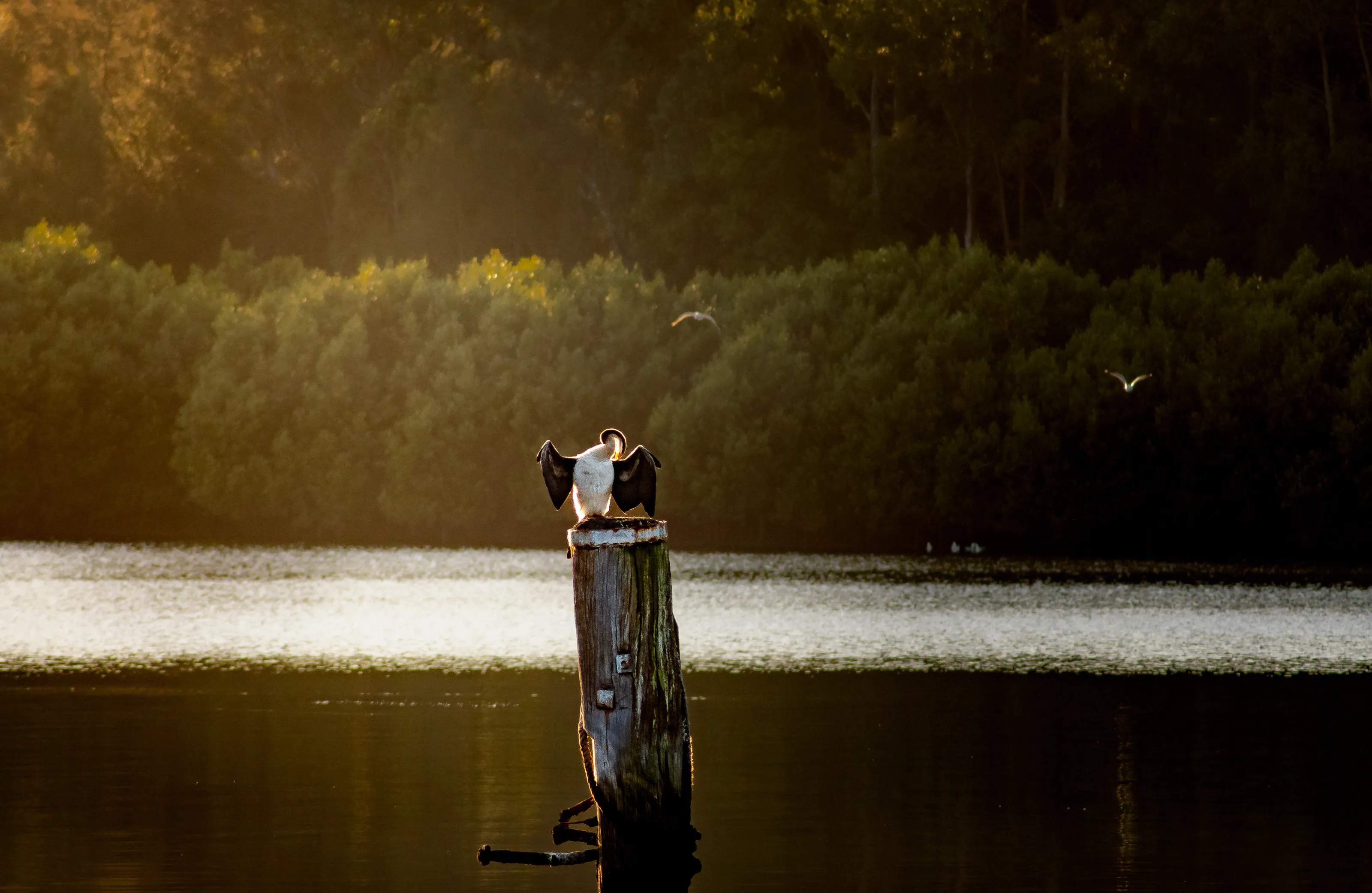 The Cormorant's Sunlit Perch