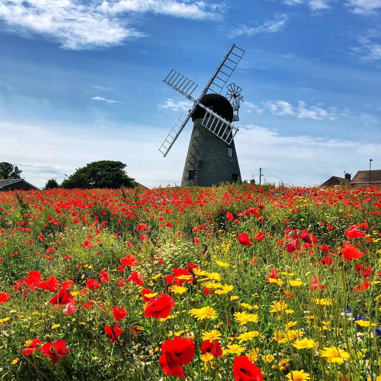 Entry 27468846