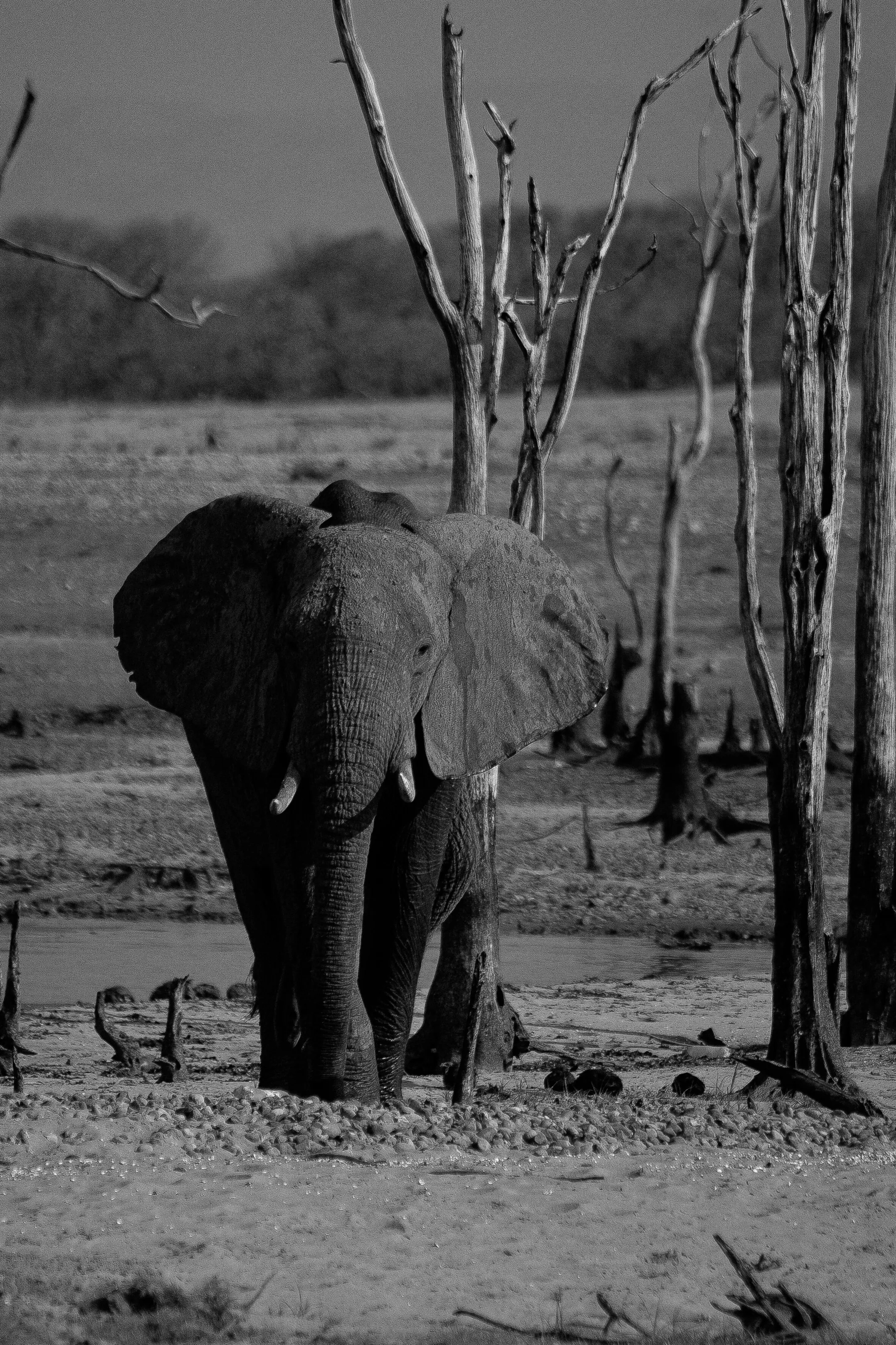 Gentle Giant