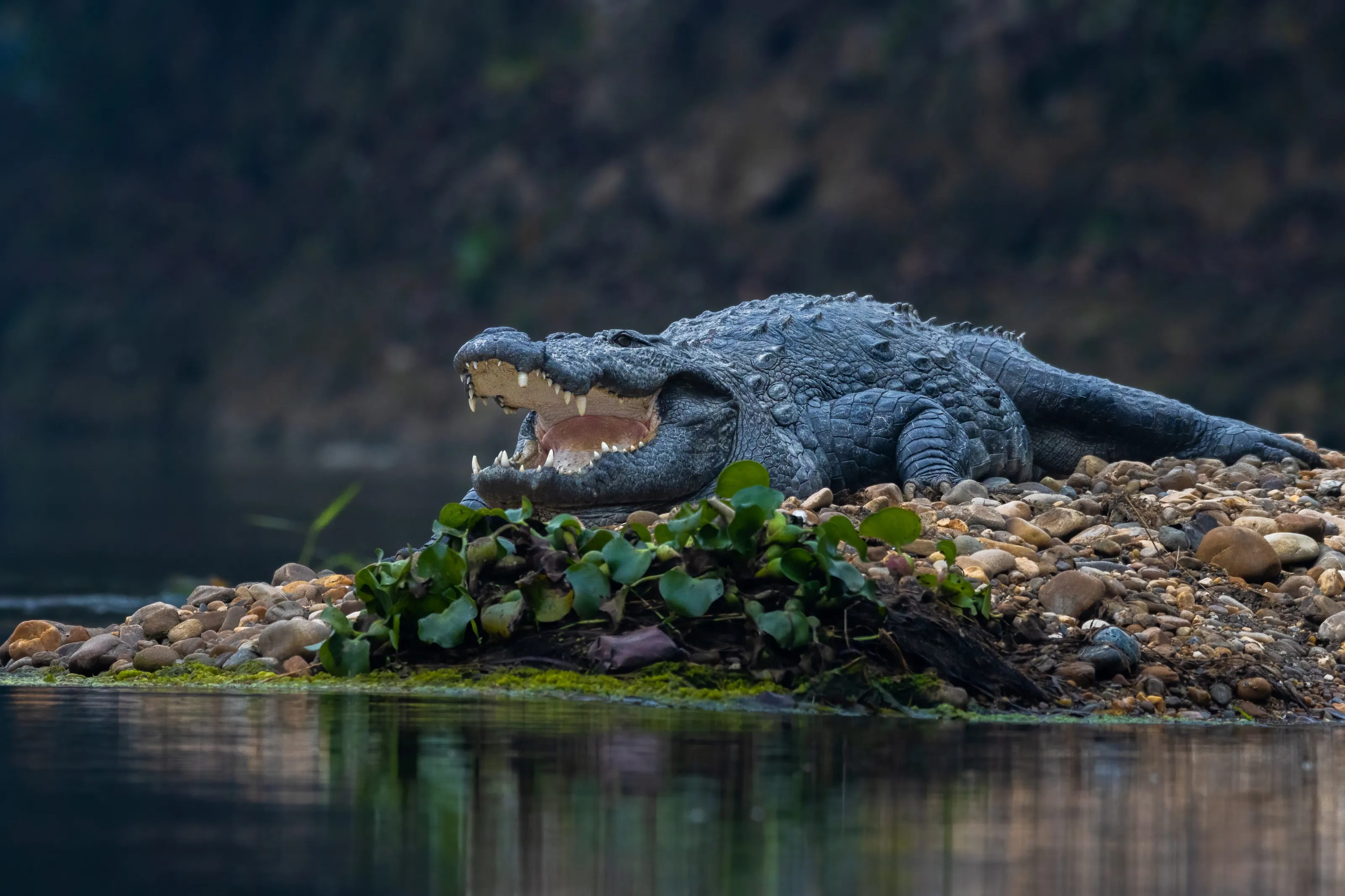 Sandbank Monster.