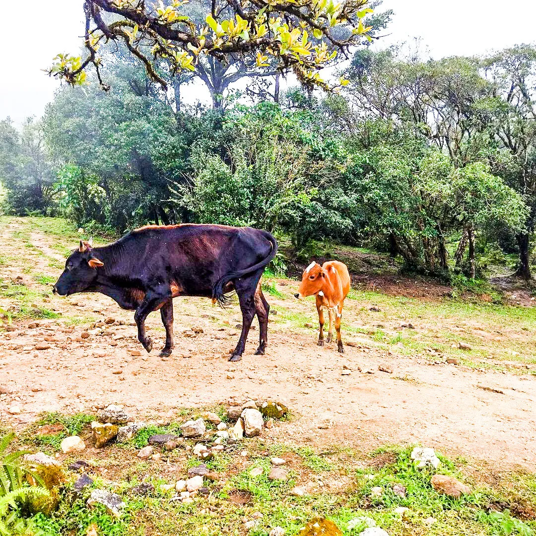 Wild cattle in Madikeri