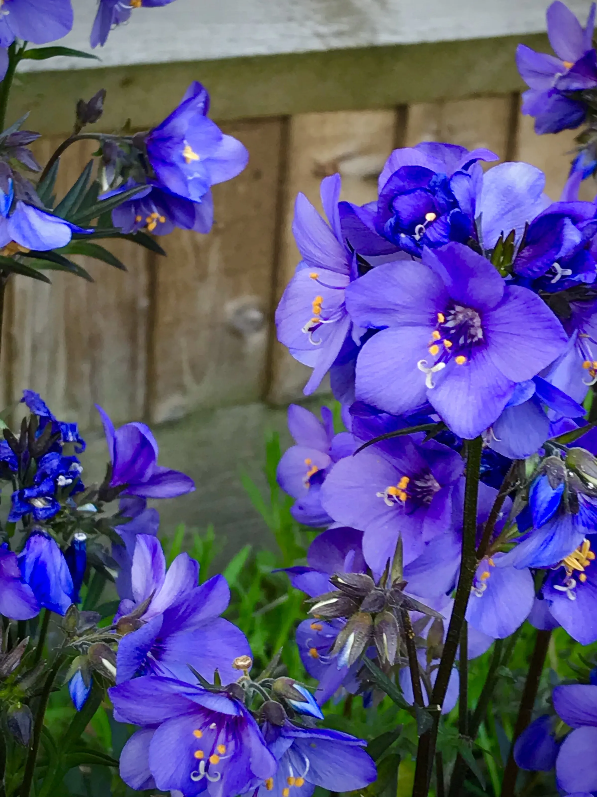 Summer blue