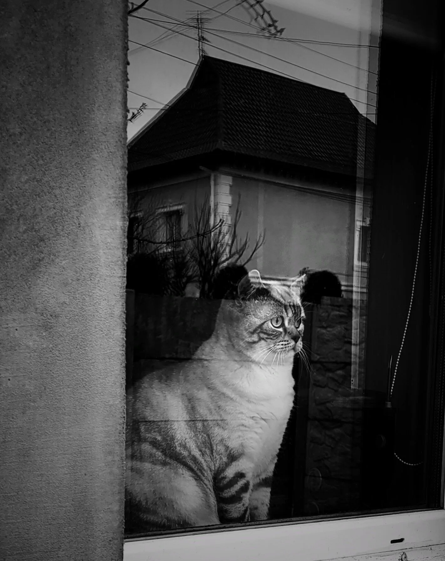 The cat looks out the window