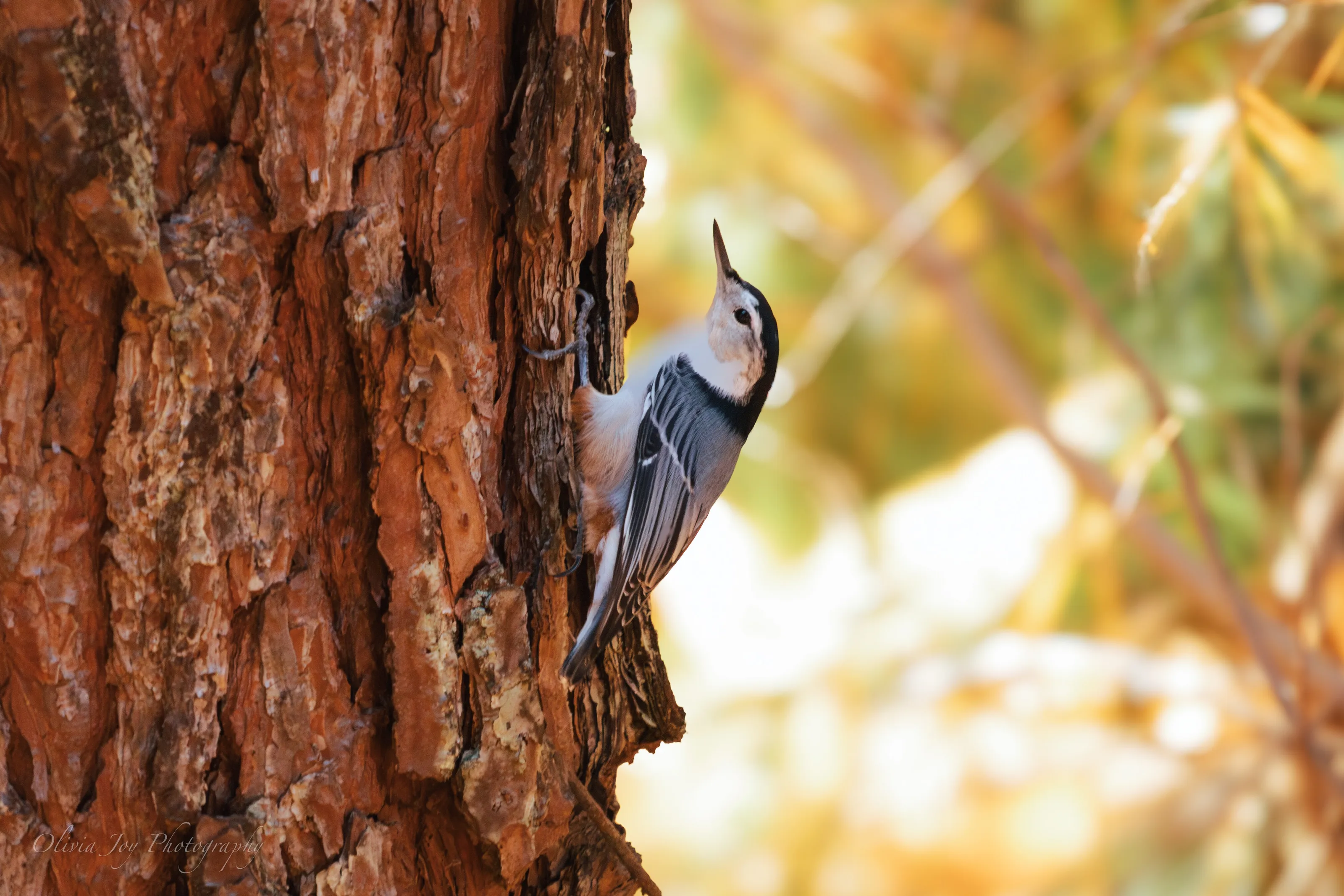Elegance in the Pines: White-Breasted Nuthatch in Sunlit Serenity