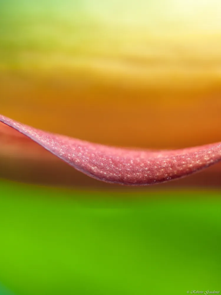 The Red Lip (Calla Flower)