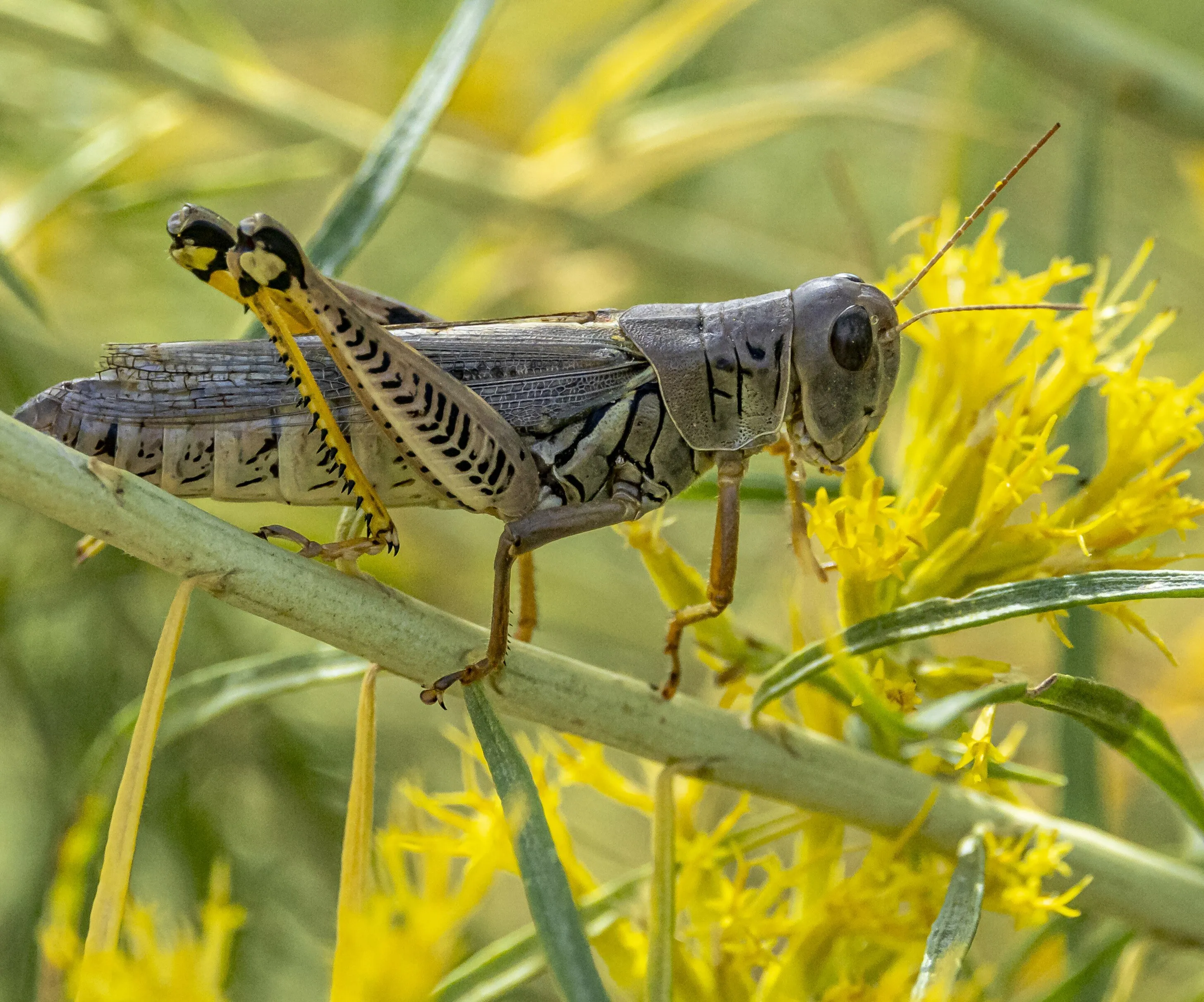 Insects