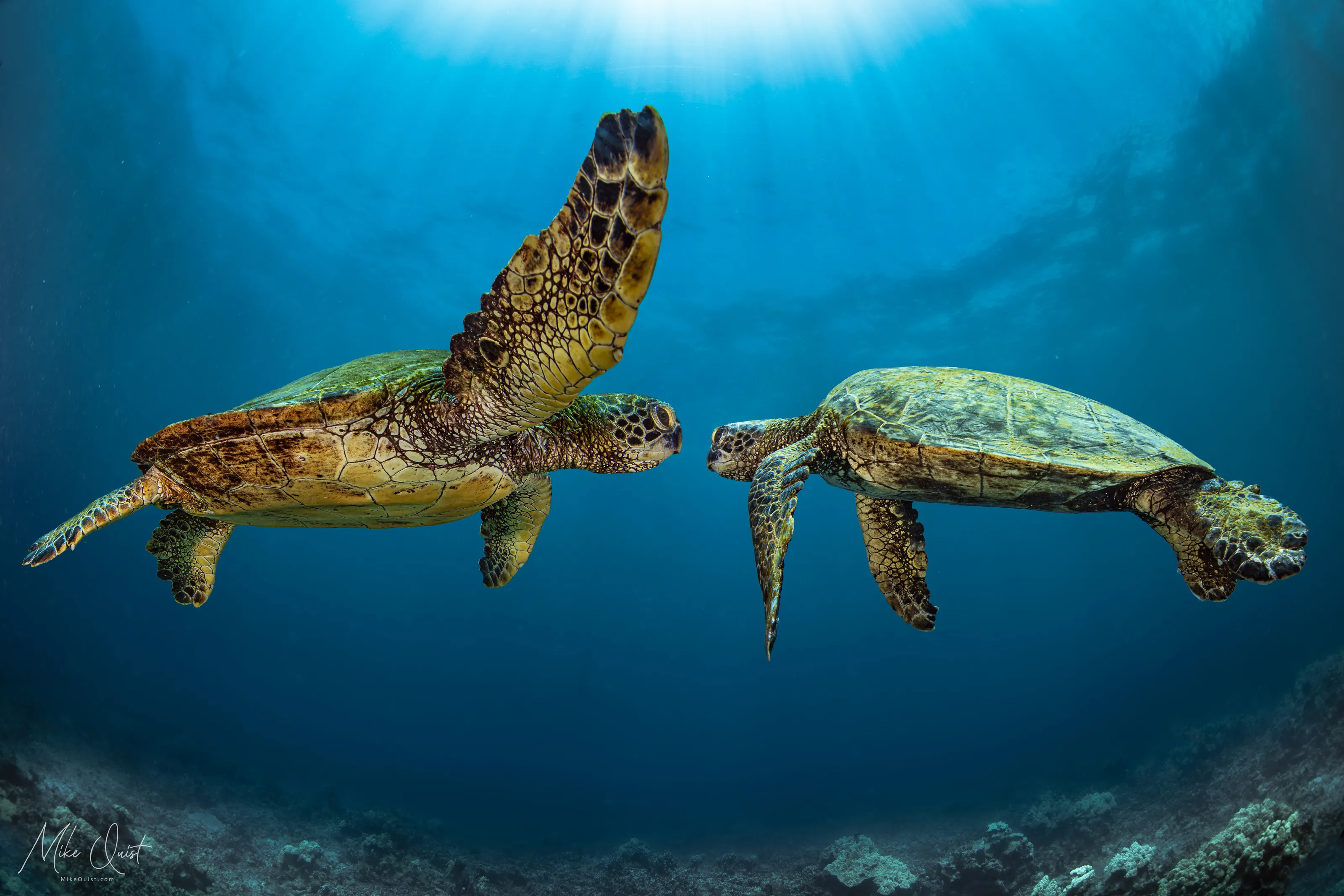 Underwater photography