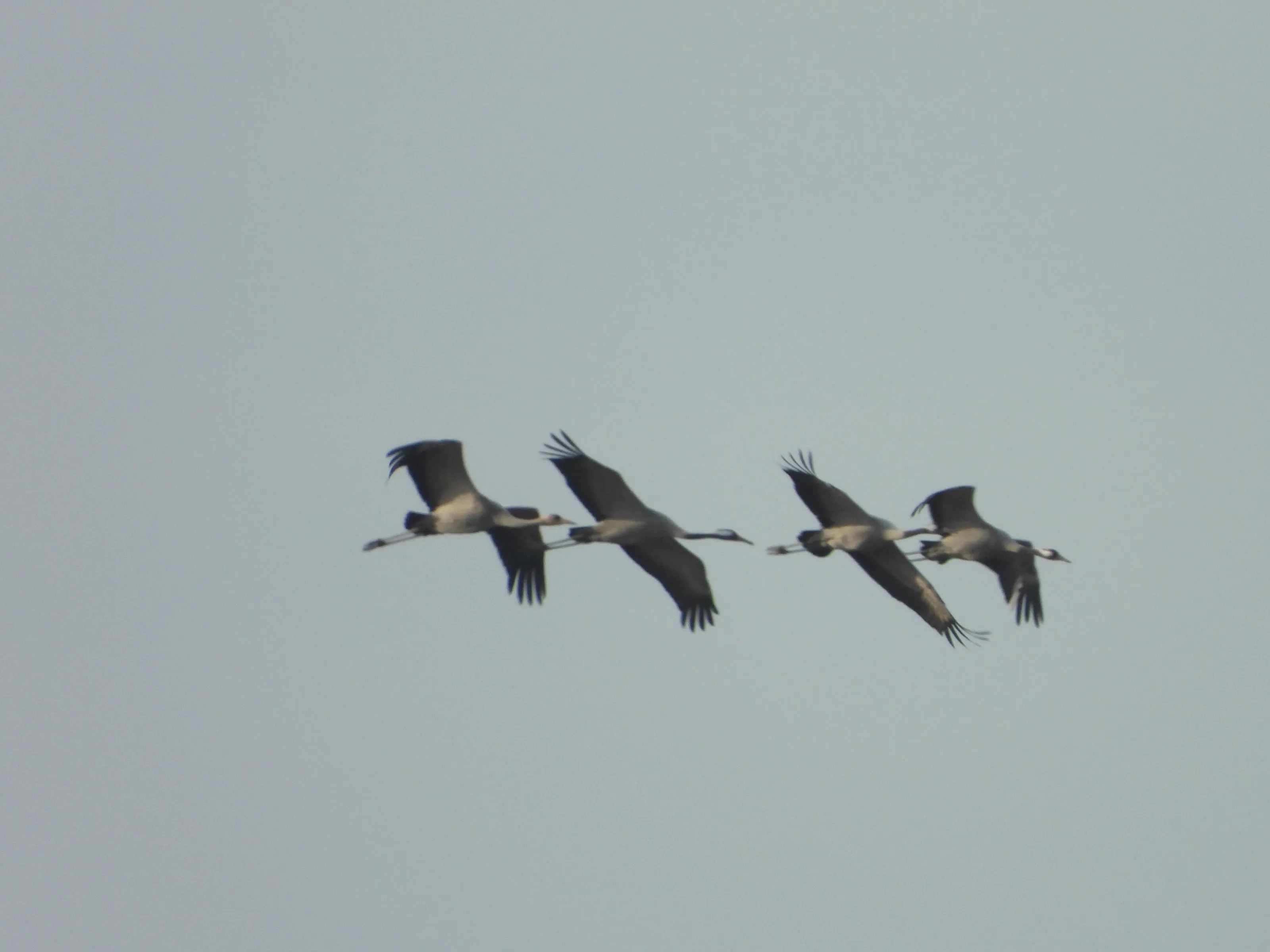 Grus grus