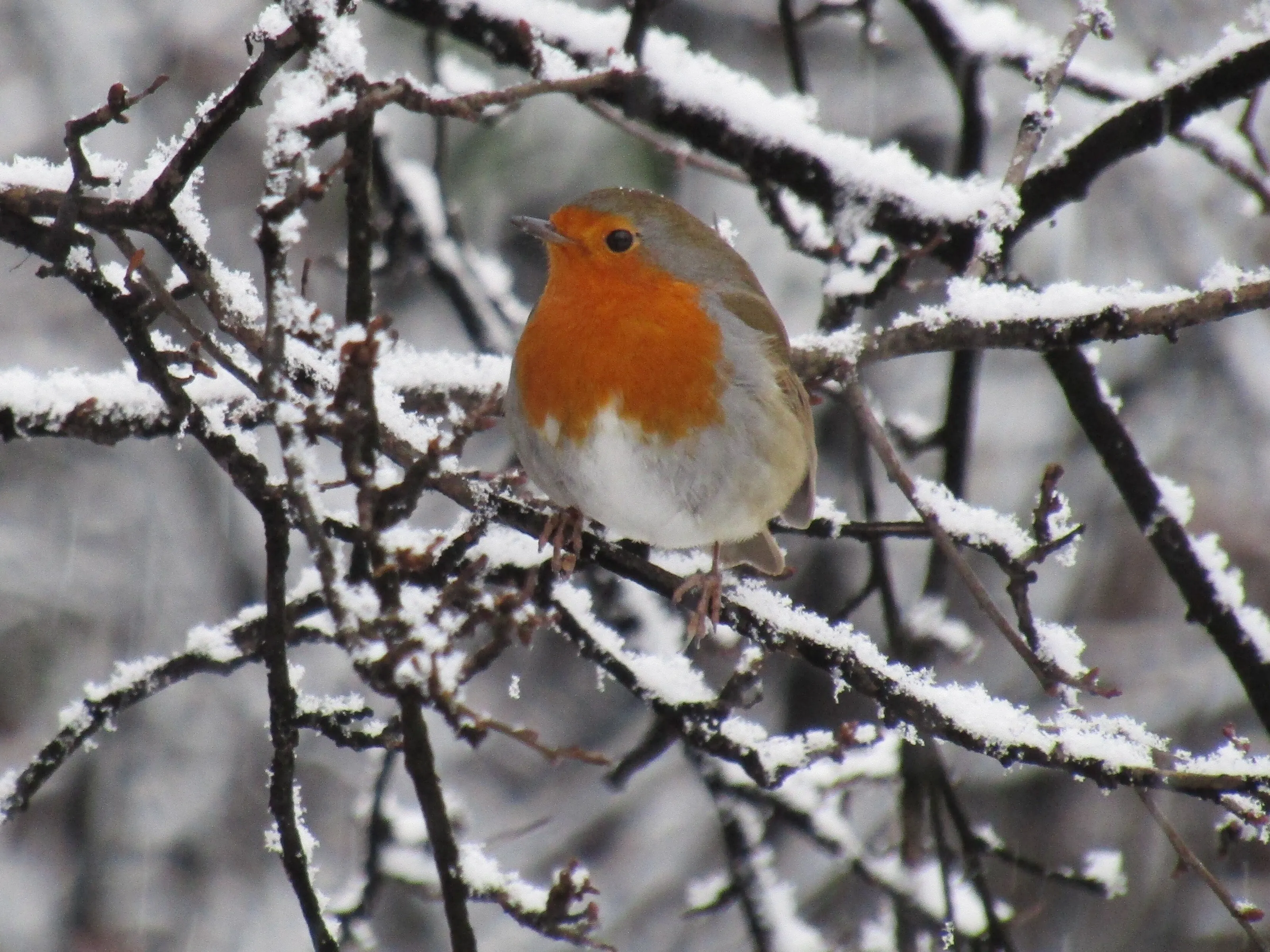 Winter Robin