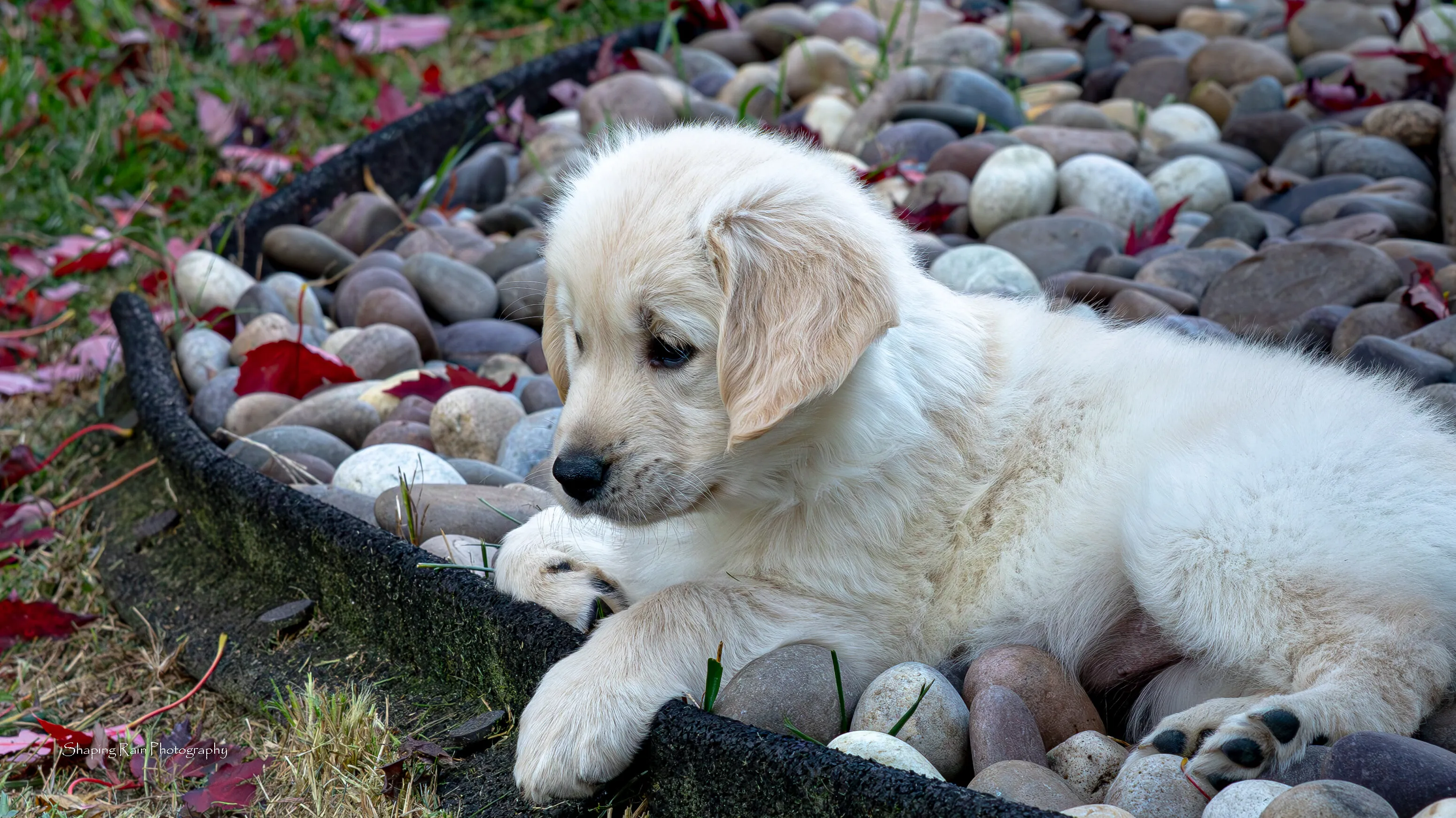 Leaf Watching