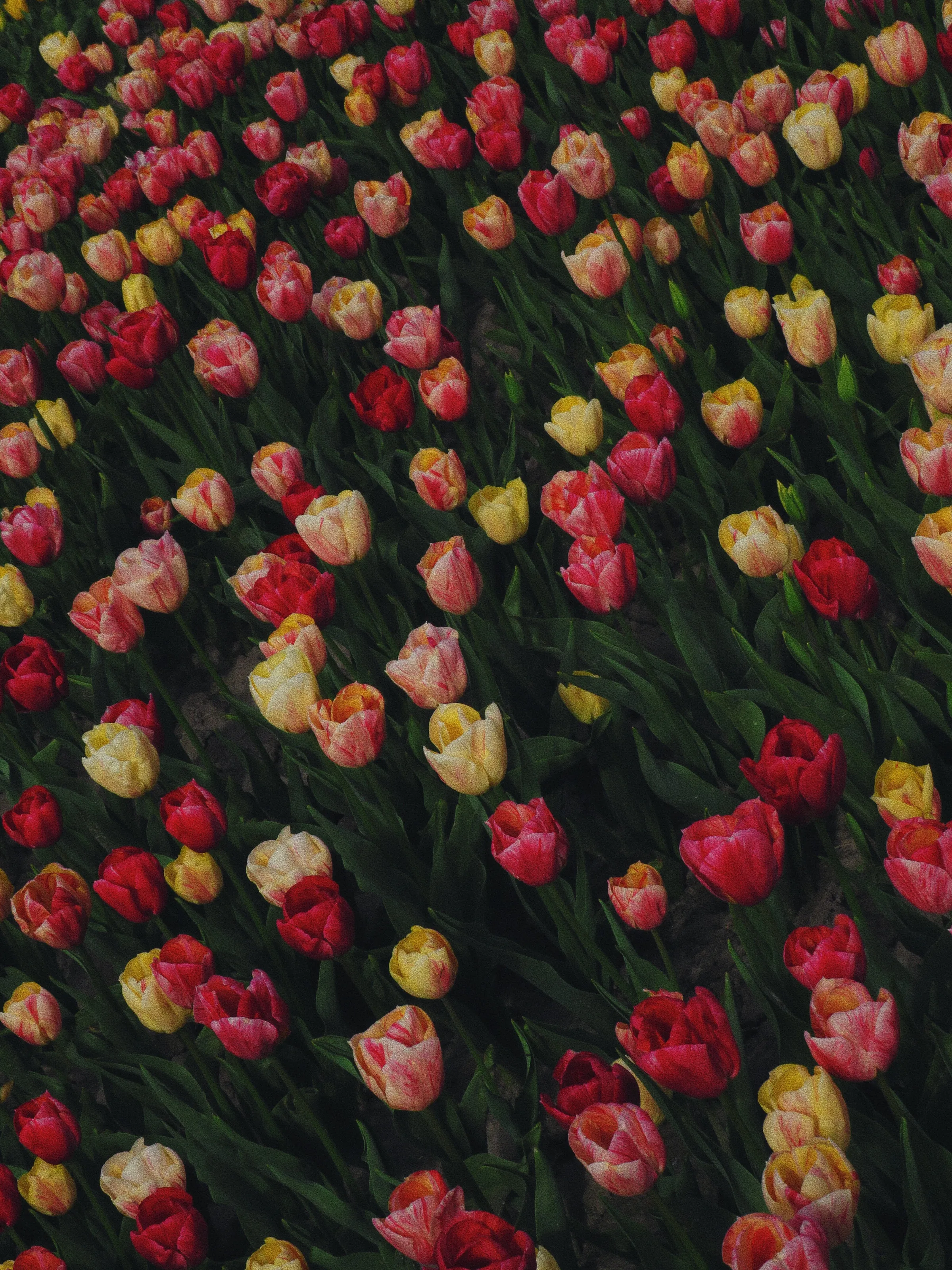 Tulips