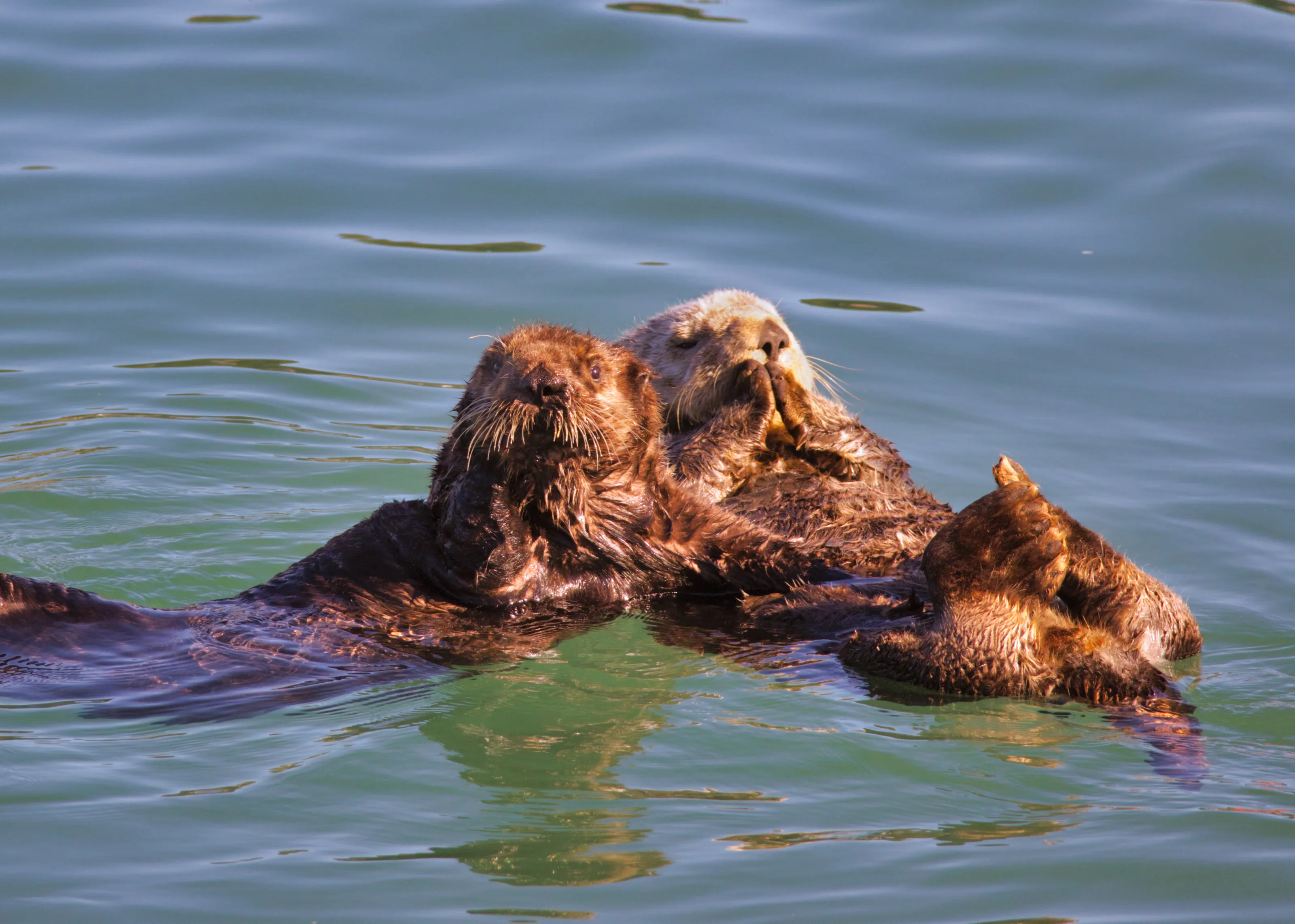 Otter Friends